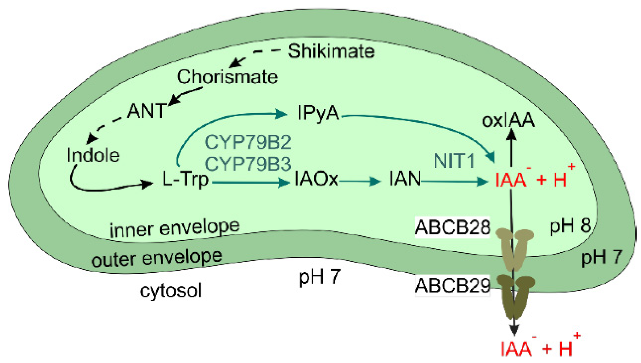 Live Conticribra sinica sp. nov. cells with chloroplast structure and