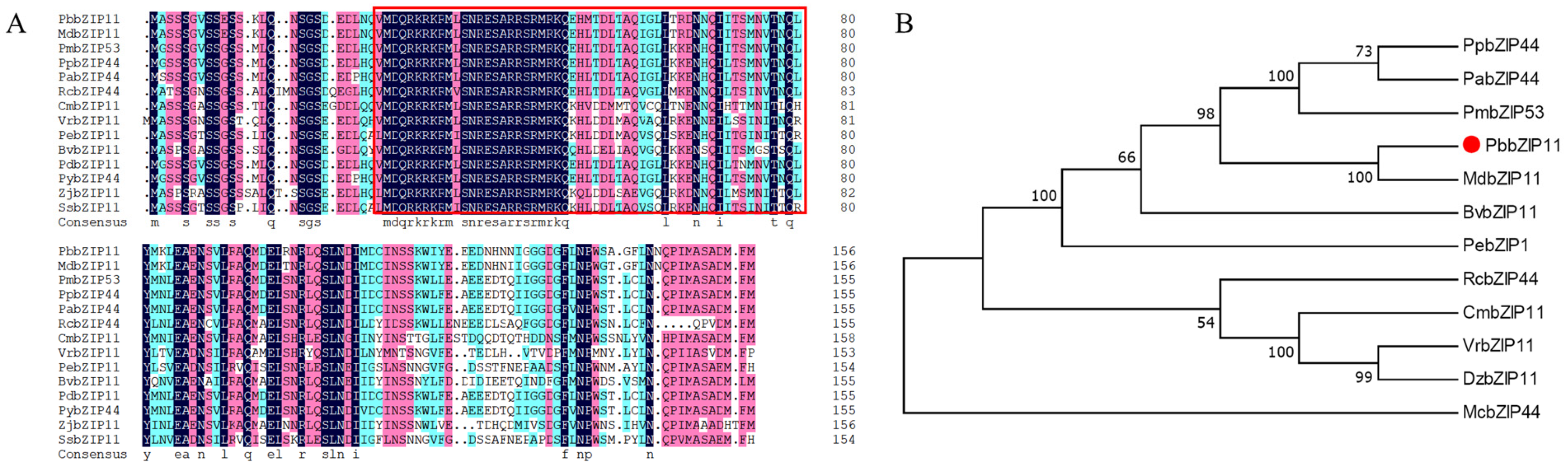 Plants 13 00024 g001