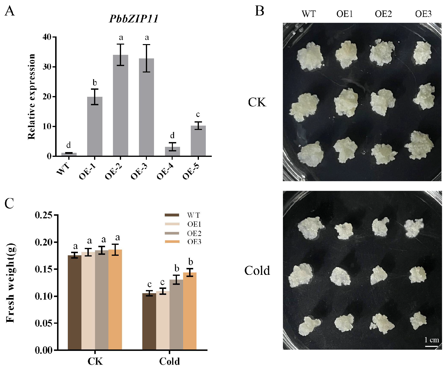 Plants 13 00024 g004