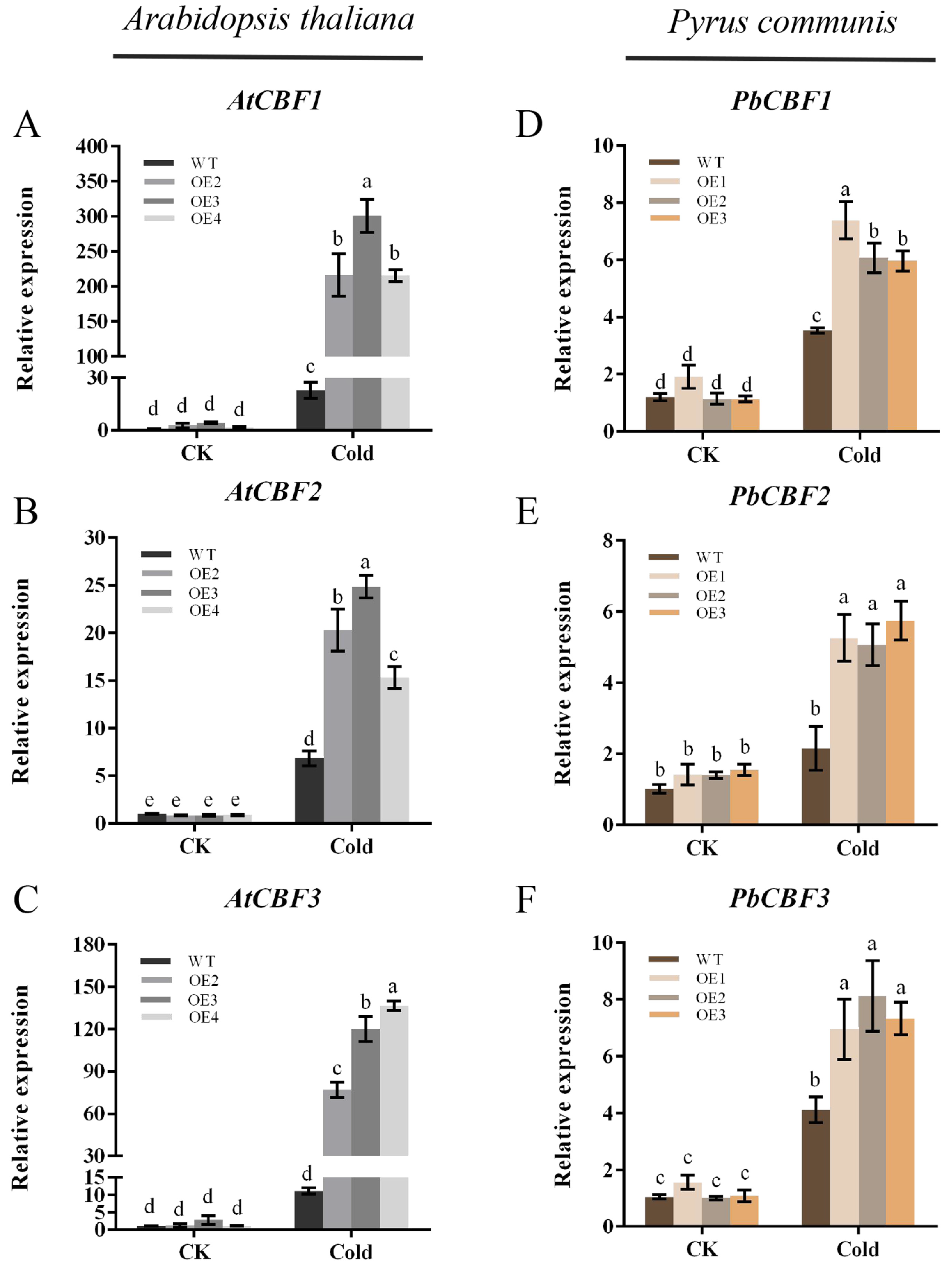 Plants 13 00024 g006