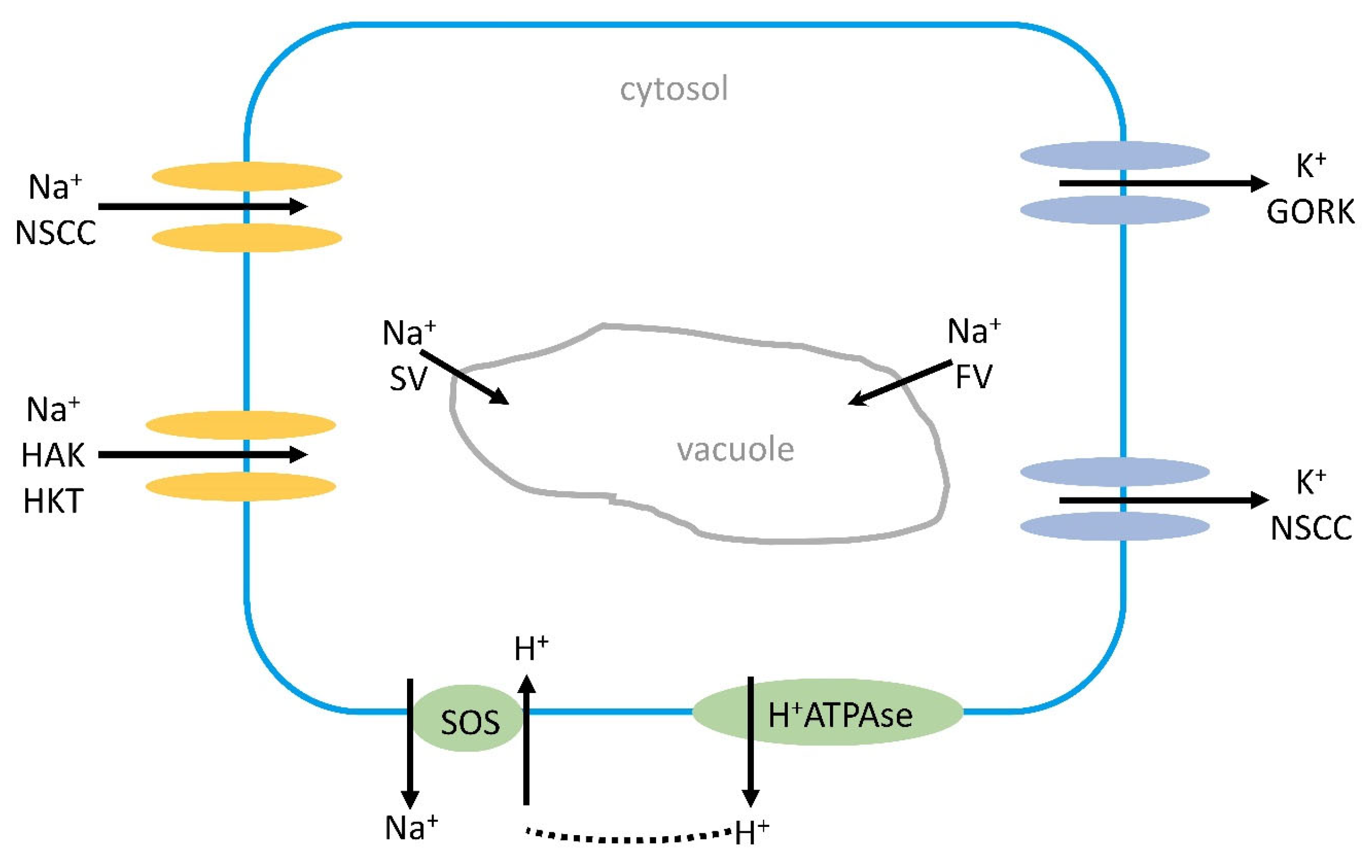 Plants 13 00046 g001