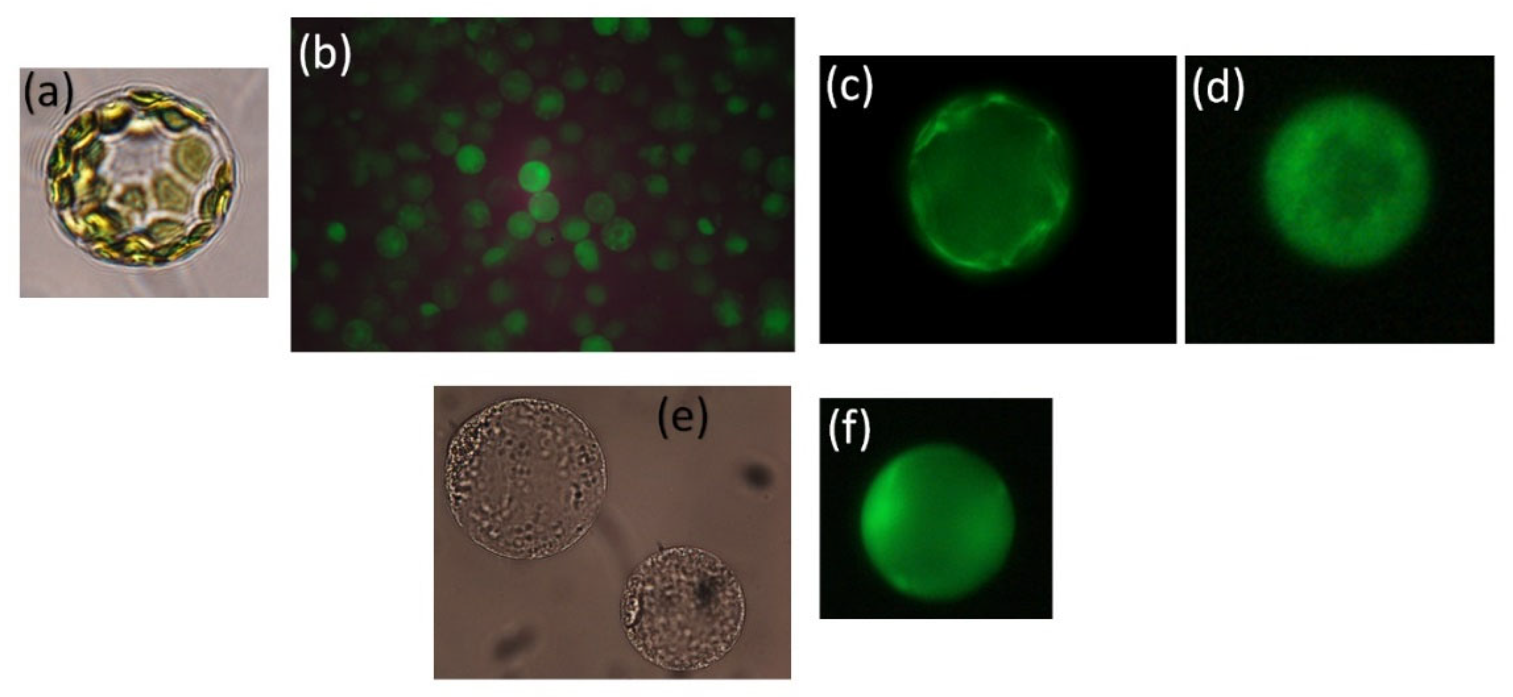 Plants 13 00046 g002