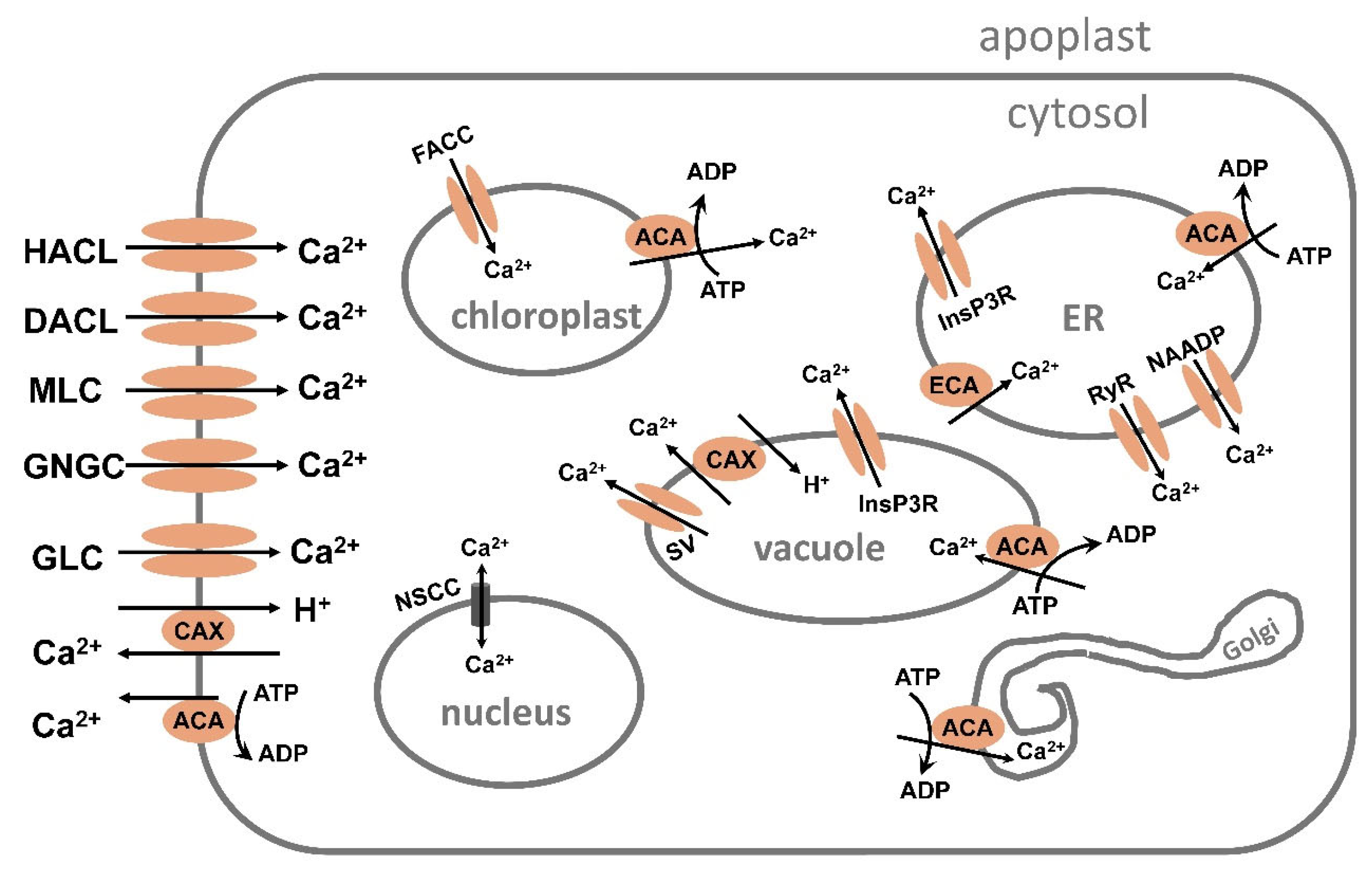 Plants 13 00046 g004