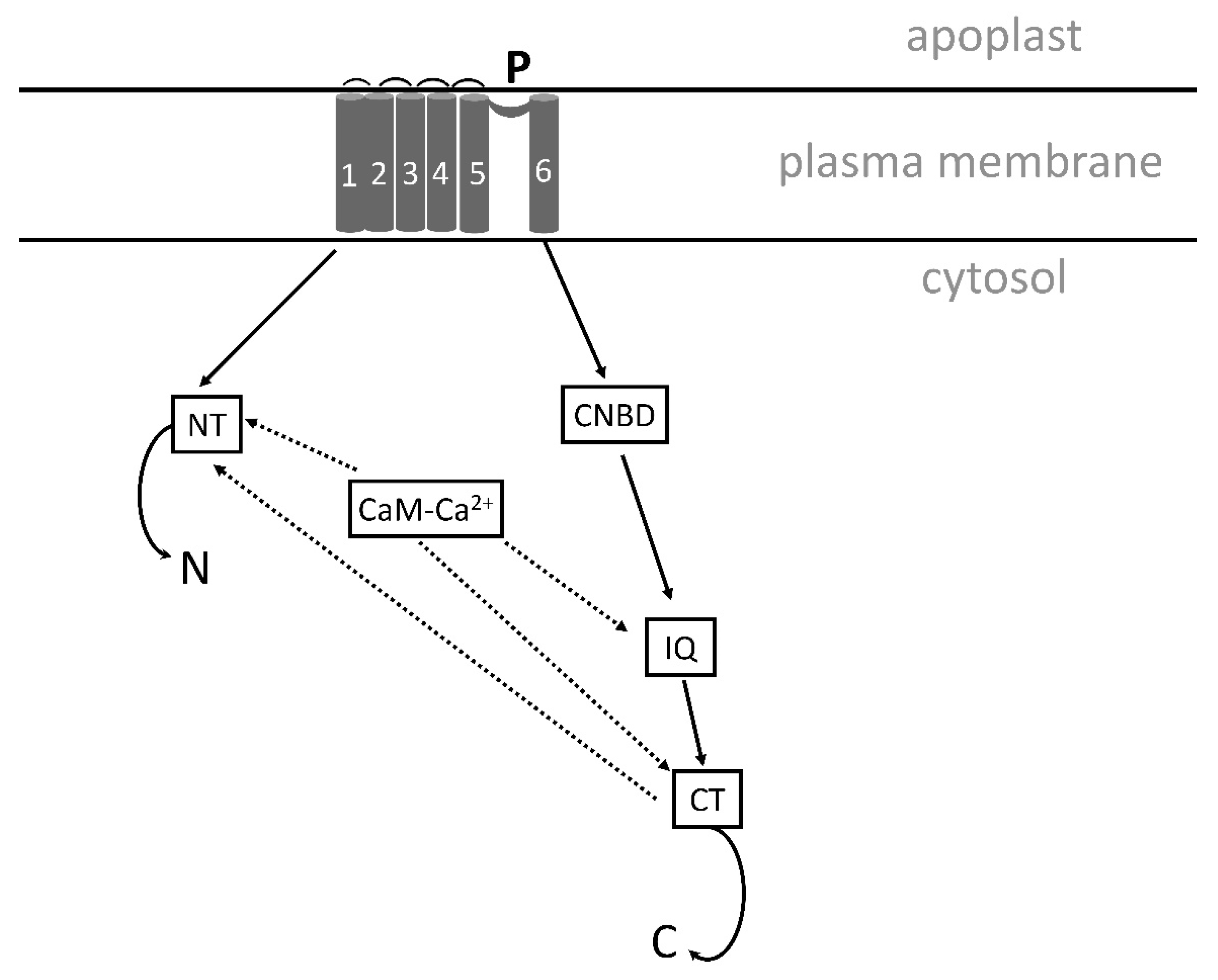 Plants 13 00046 g005