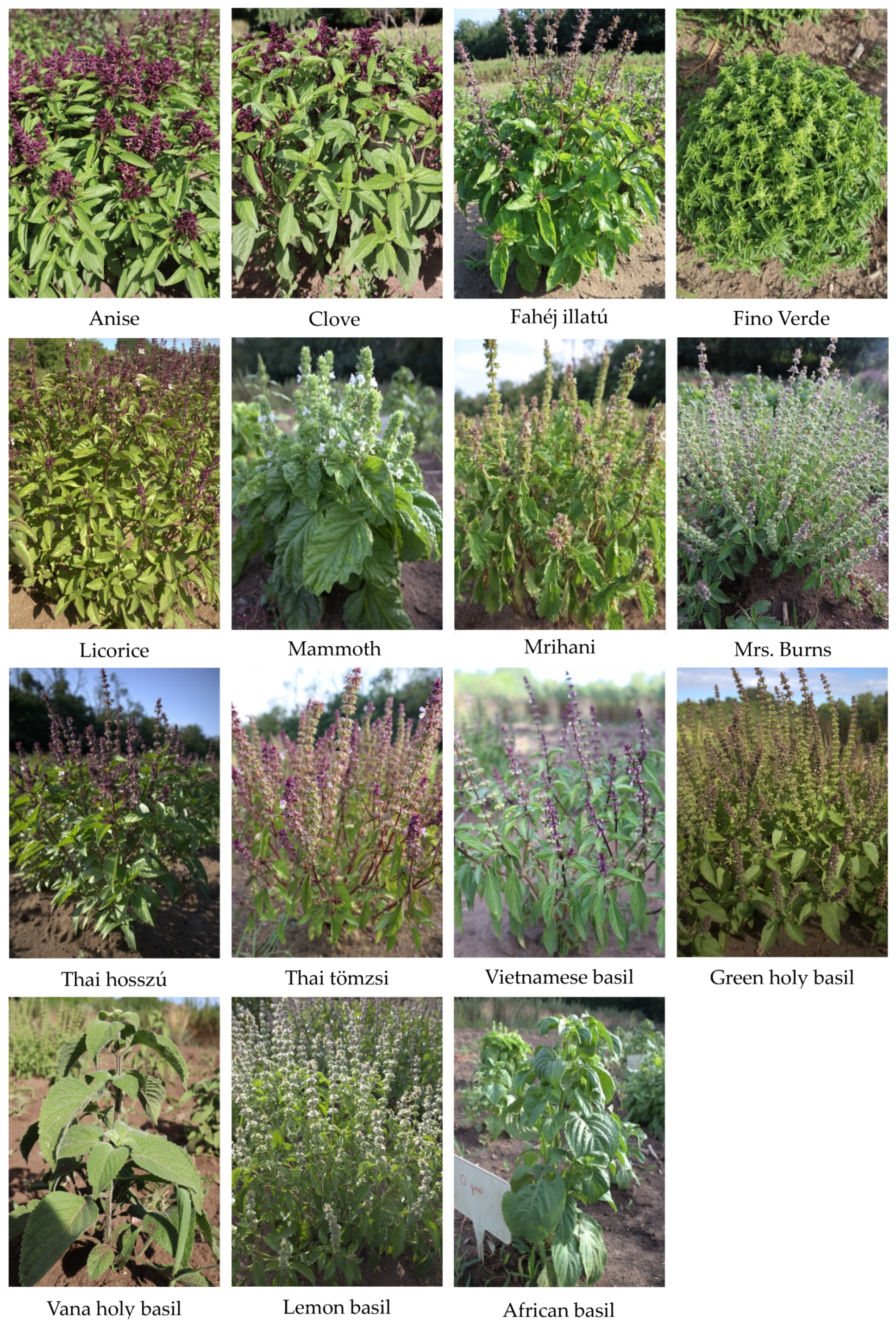 Plants Free Full Text Phenotypic Variations and Bioactive