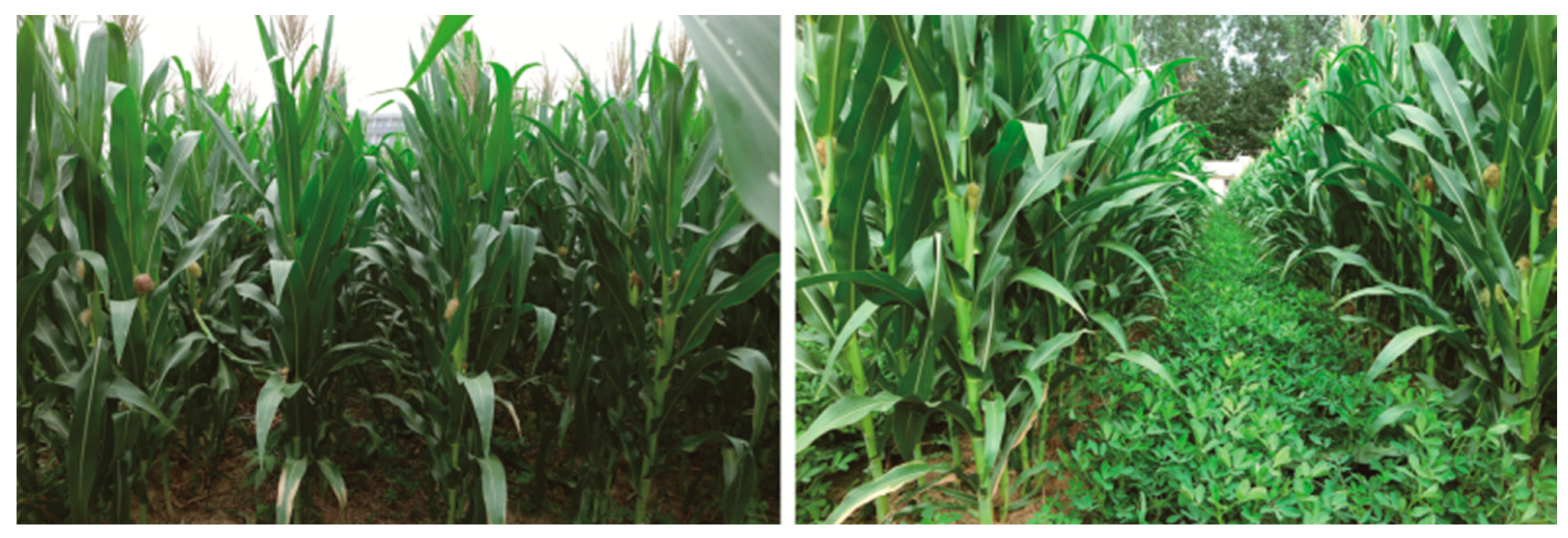 Plants 13 00065 g012