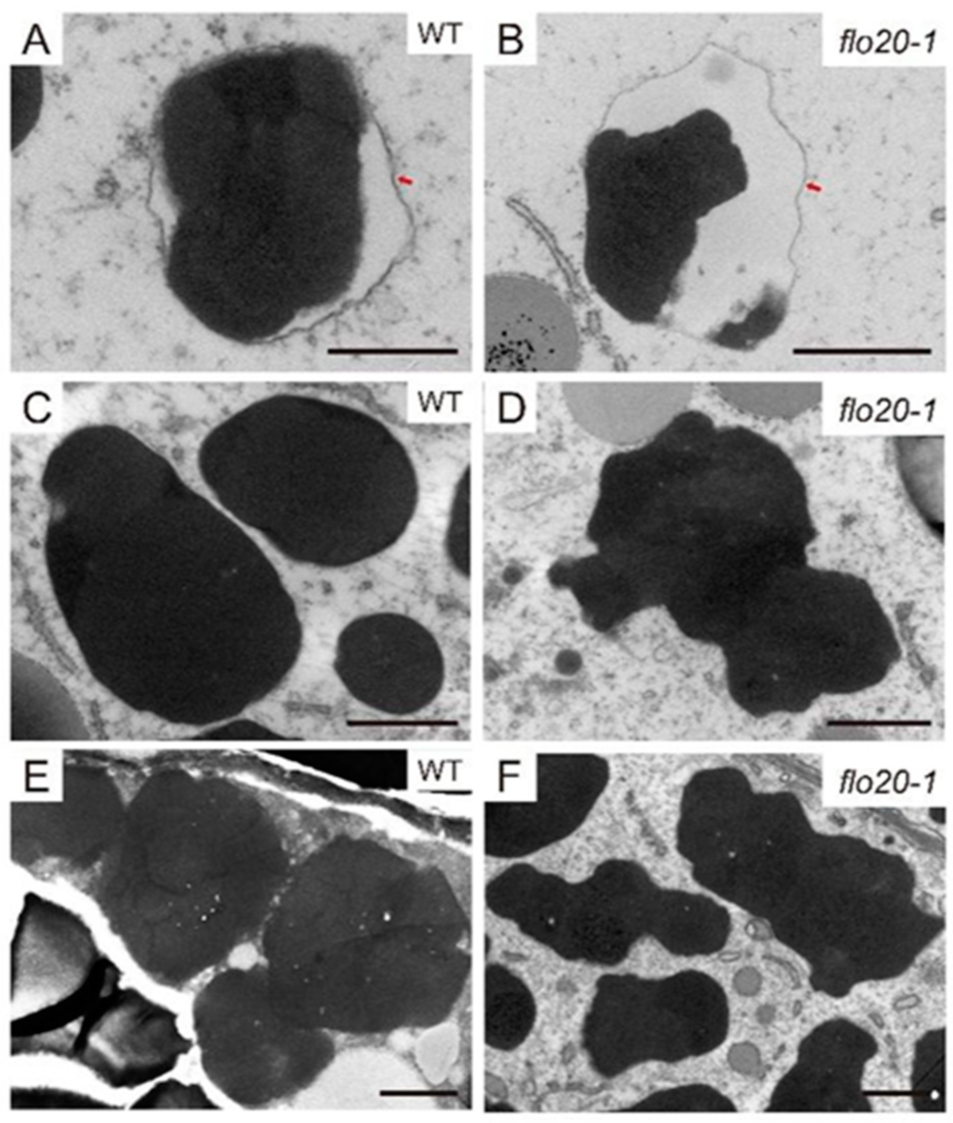 Plants 13 00081 g002