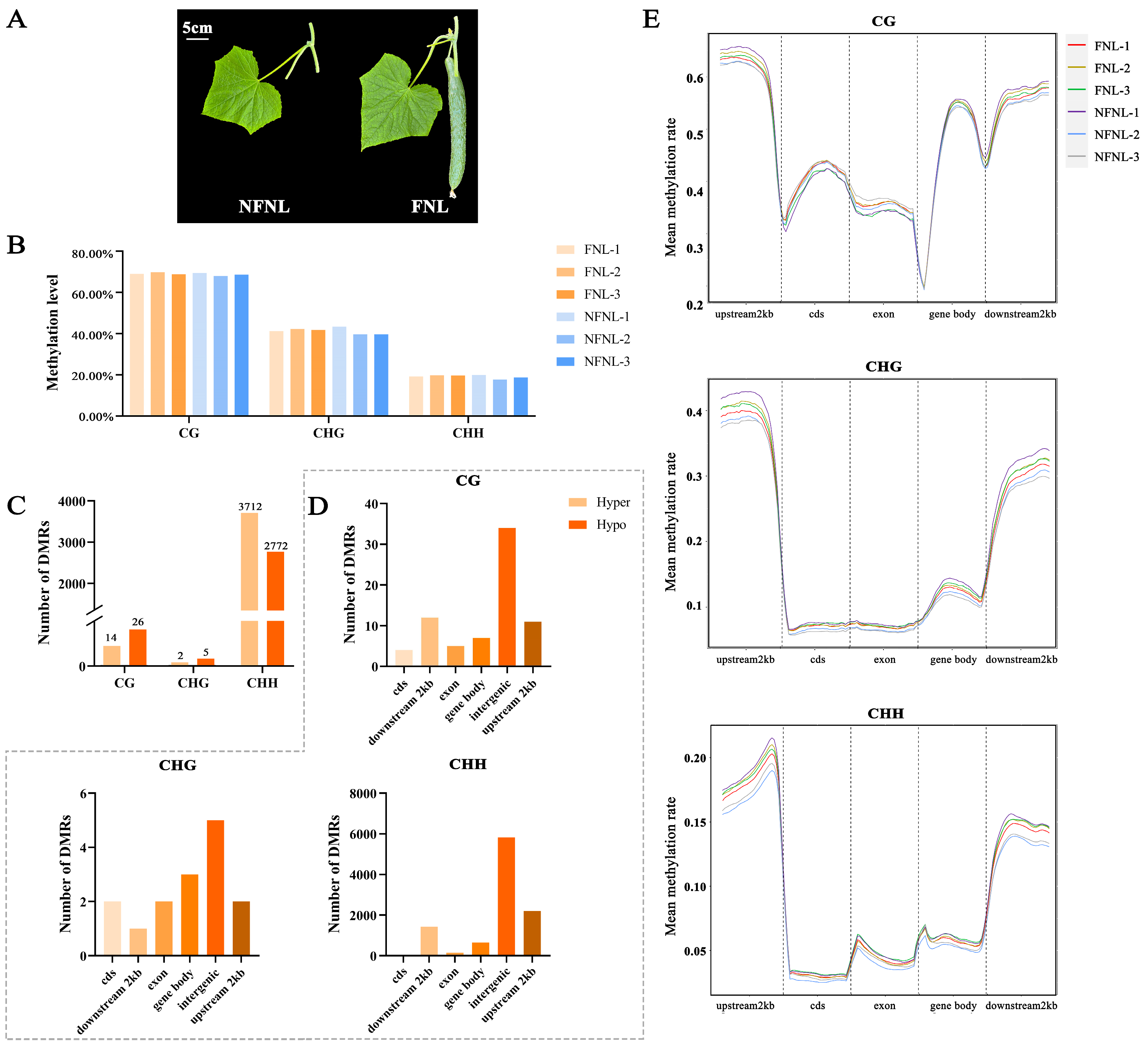 Plants | Free Full-Text | The Sink-Source Relationship in Cucumber 