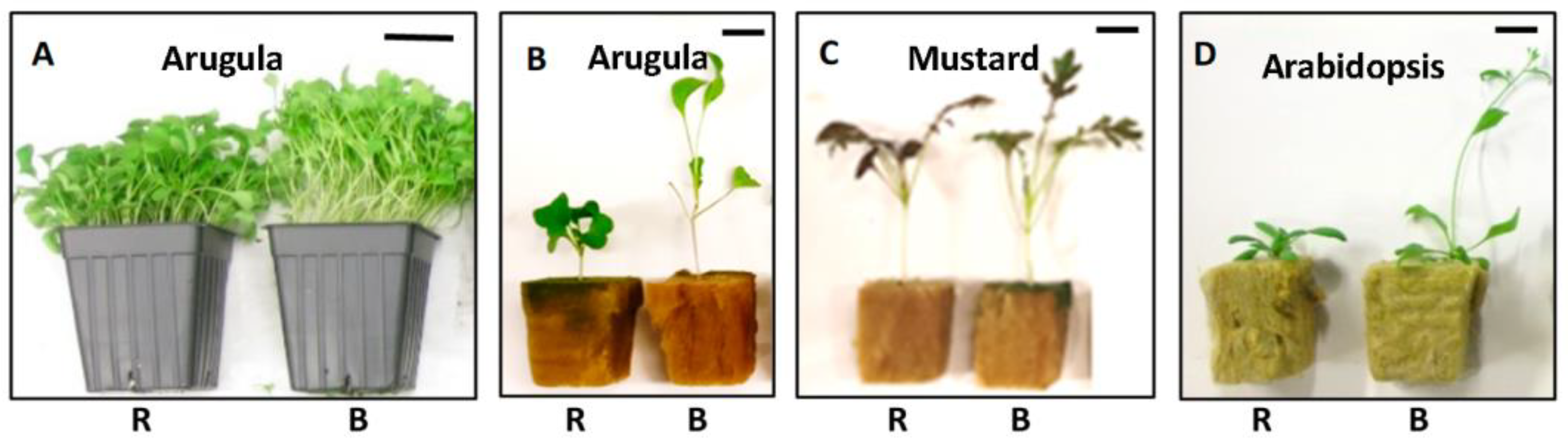 Plants 13 00115 g003