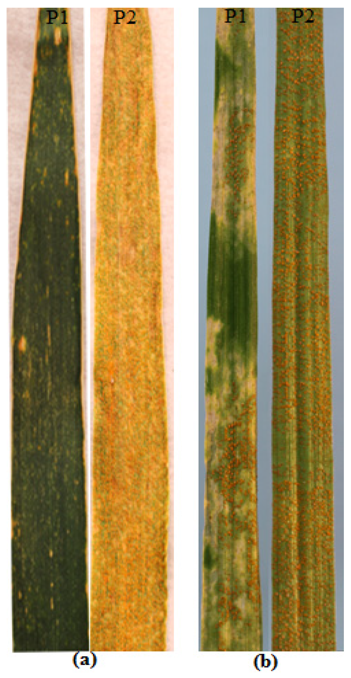 Plants 13 00129 g001