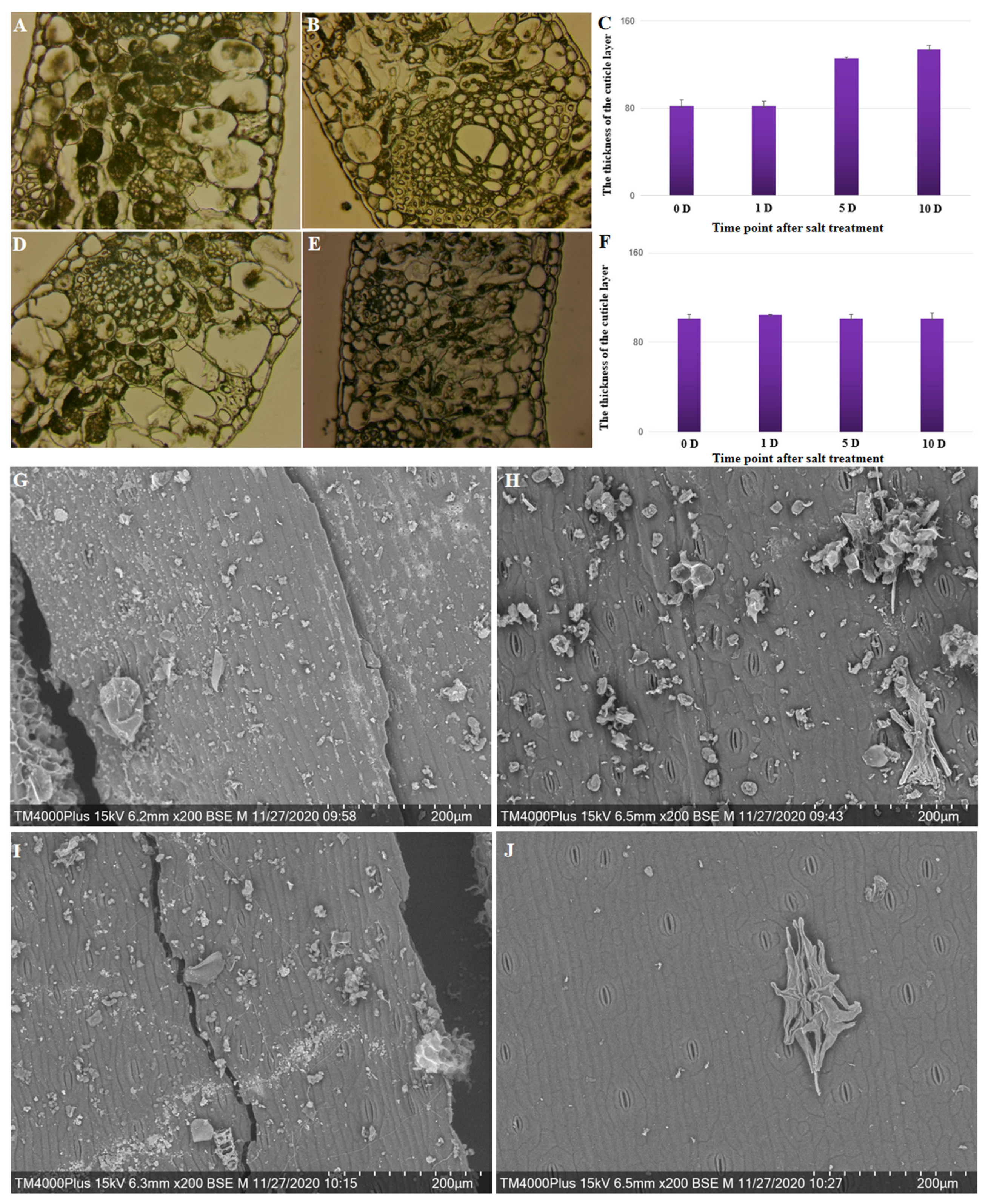 Plants 13 00141 g004