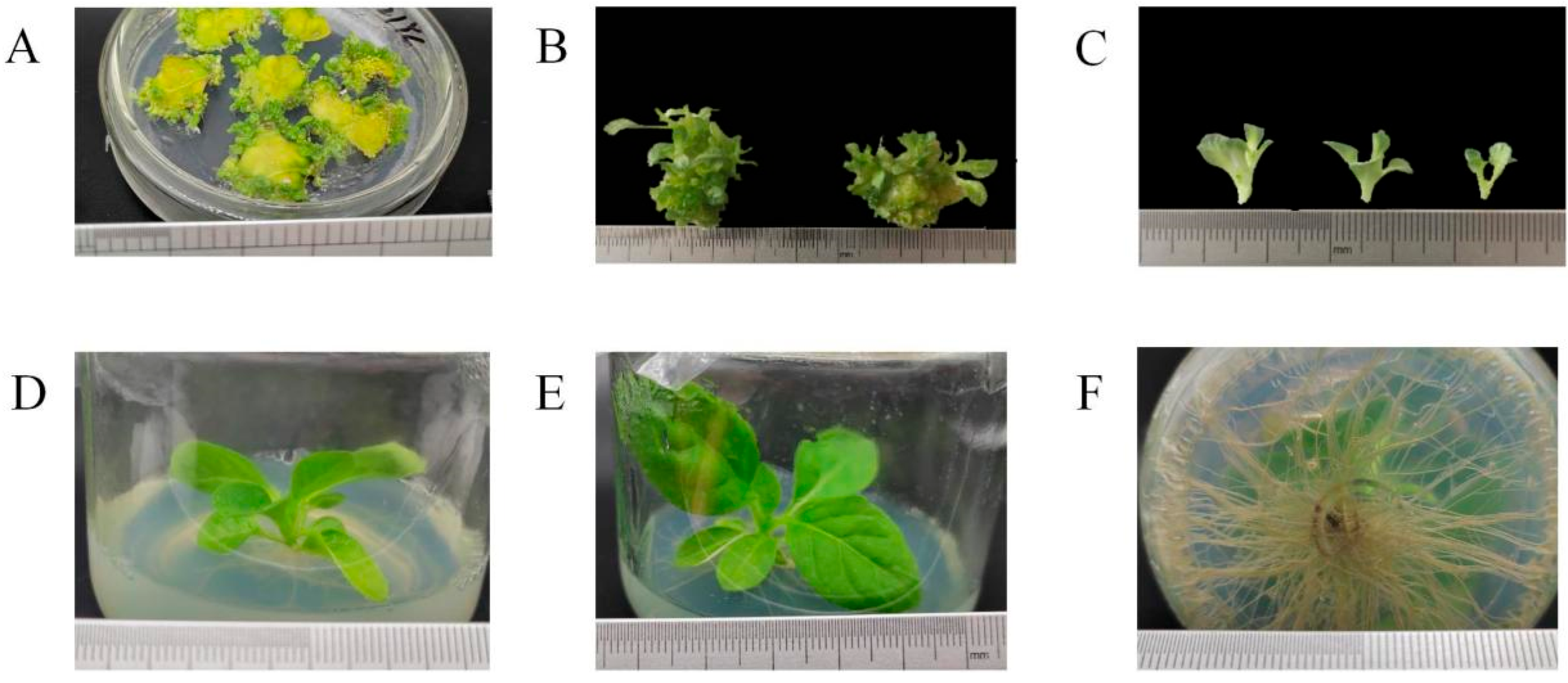 Plants 13 00196 g006