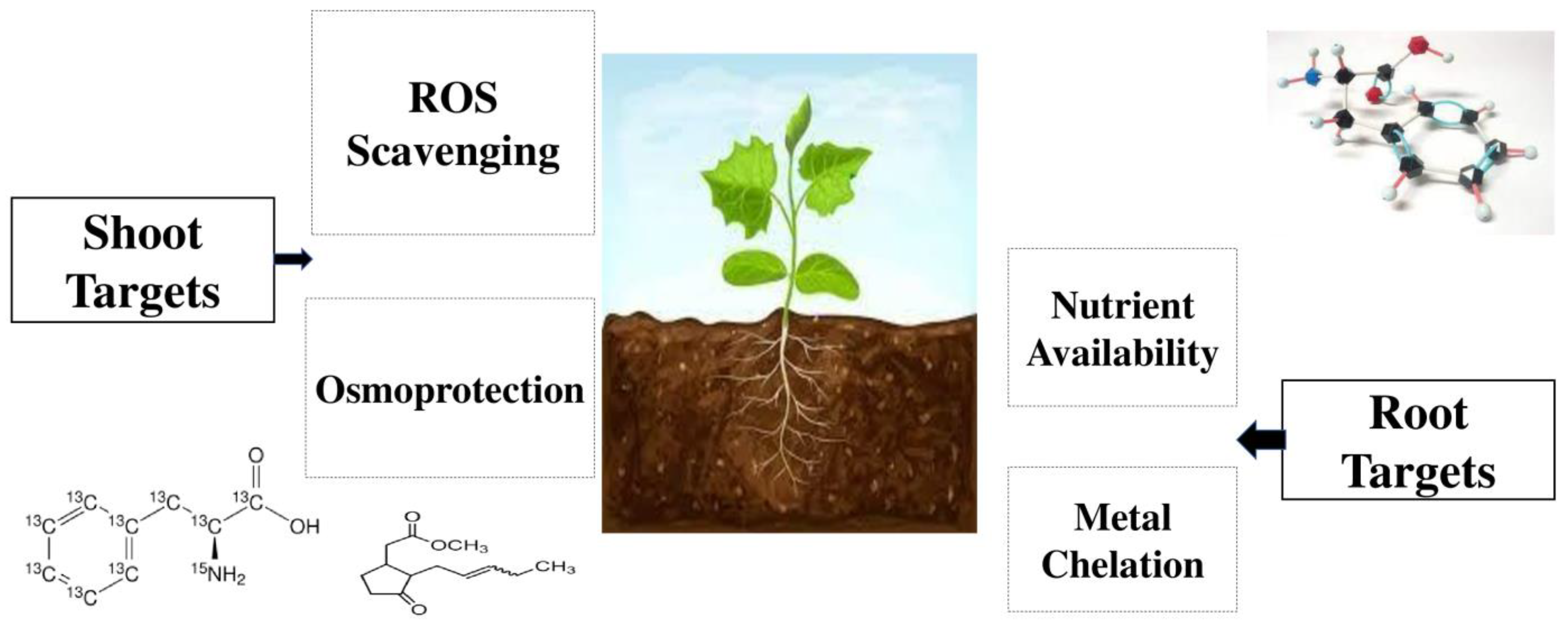 Plants Free Full Text Amino Acids Biostimulants and Protein