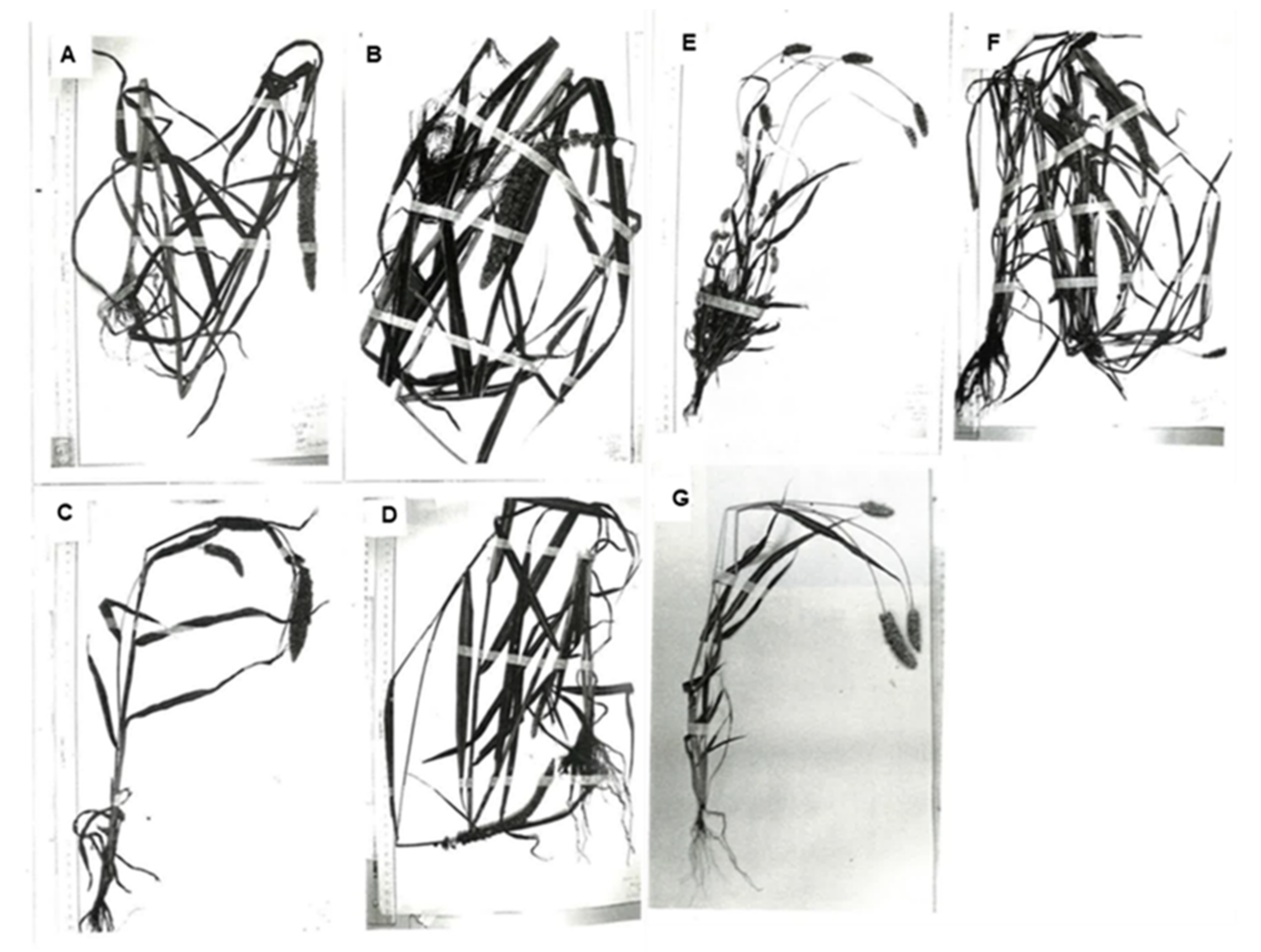 Plants 13 00218 g001 Plants 13 00218 g001