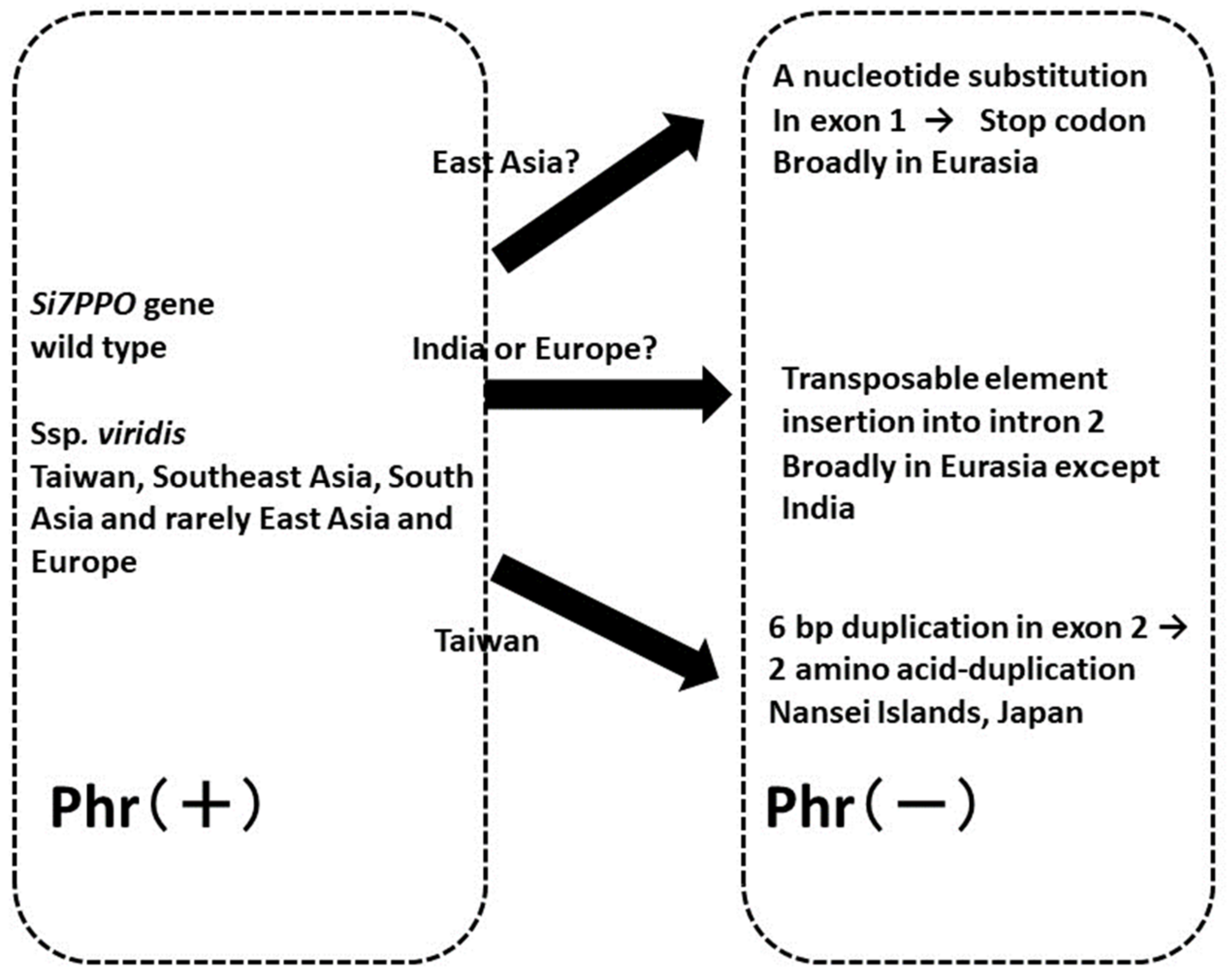 Plants 13 00218 g003 Plants 13 00218 g003