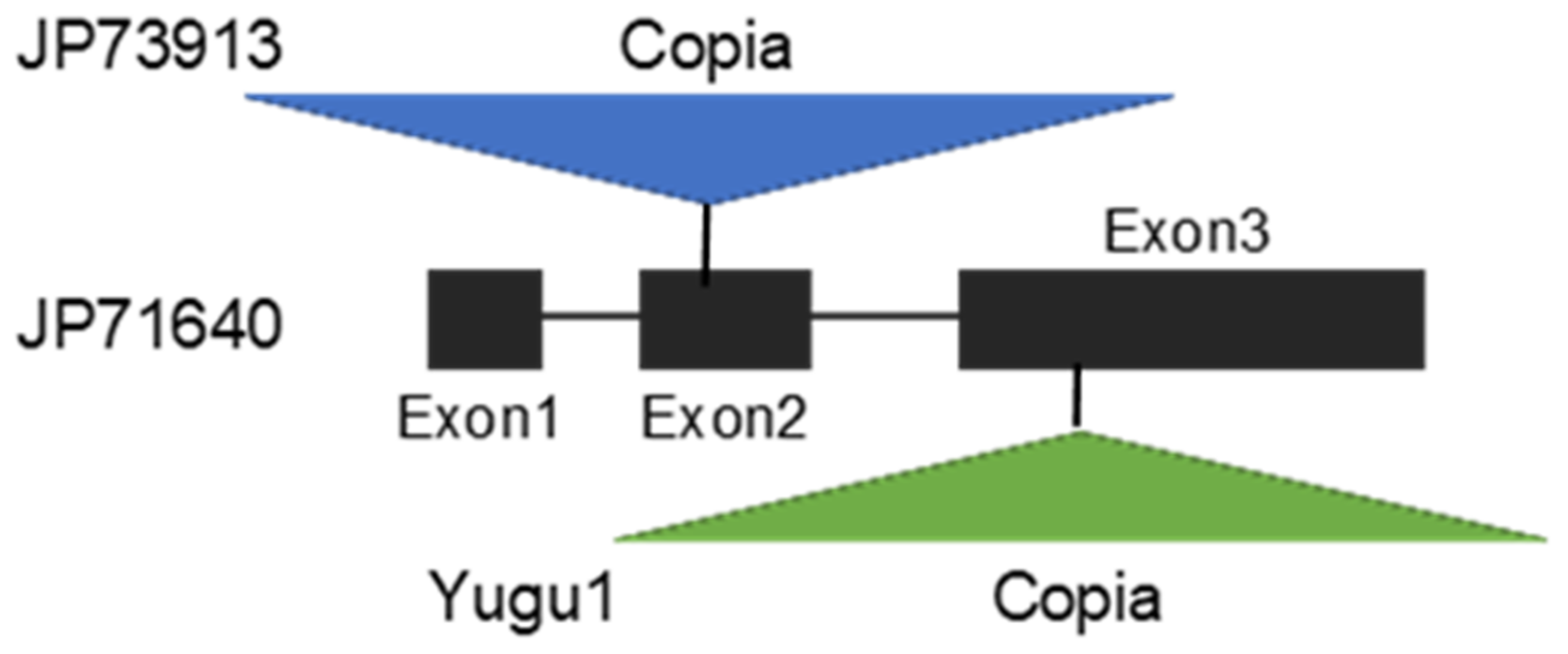 Plants 13 00218 g007 Plants 13 00218 g007