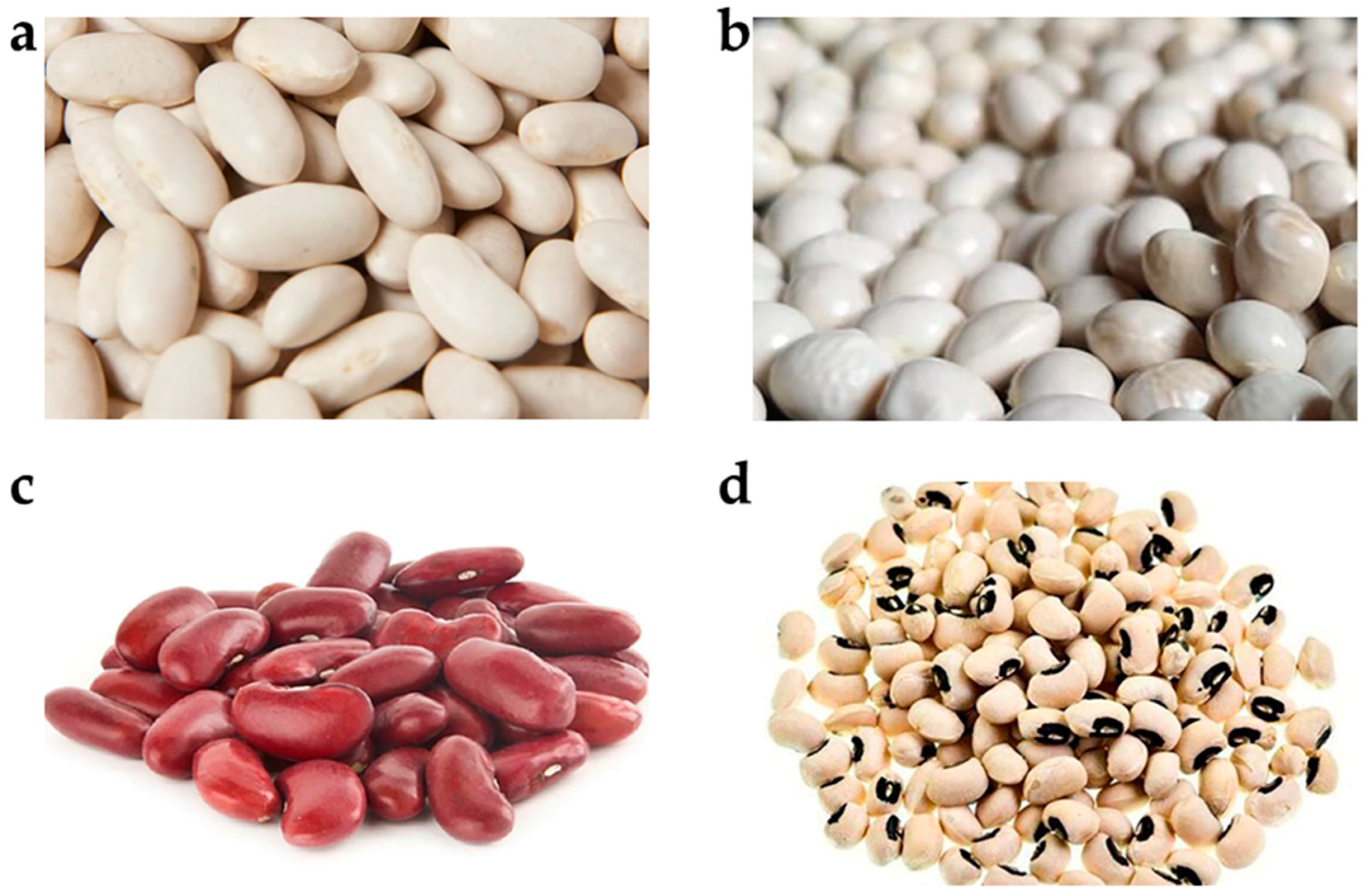 Plants 13 00227 g008