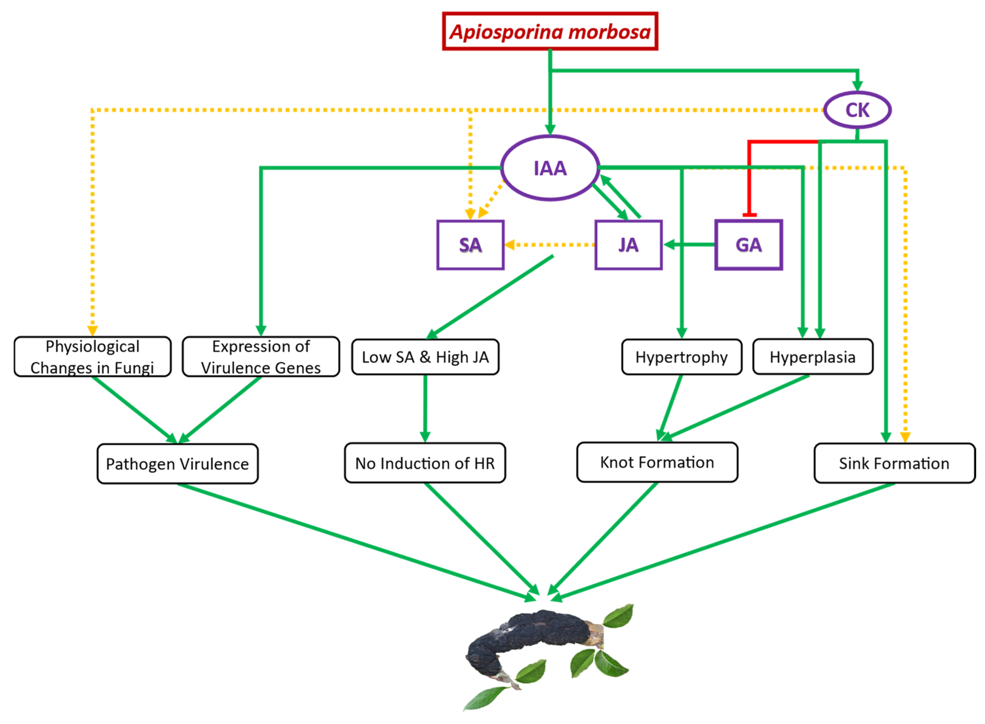 Plants 13 00292 g005 Plants 13 00292 g005
