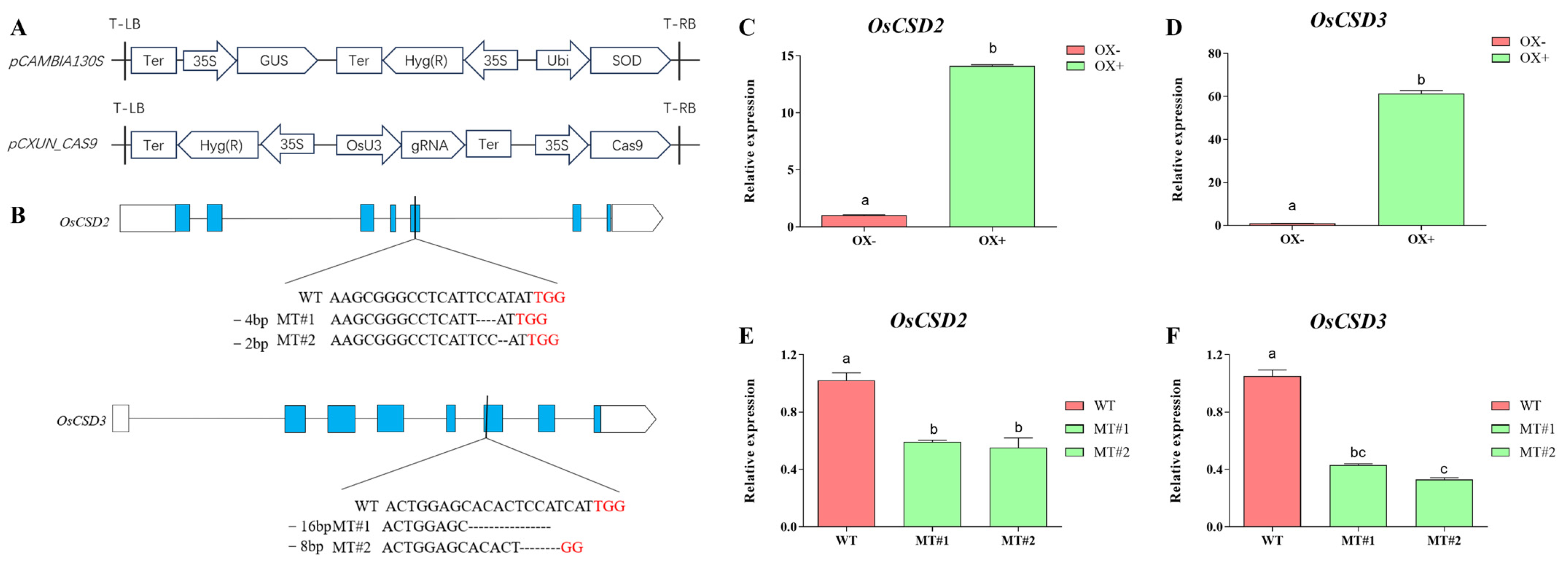 Plants 13 00310 g002