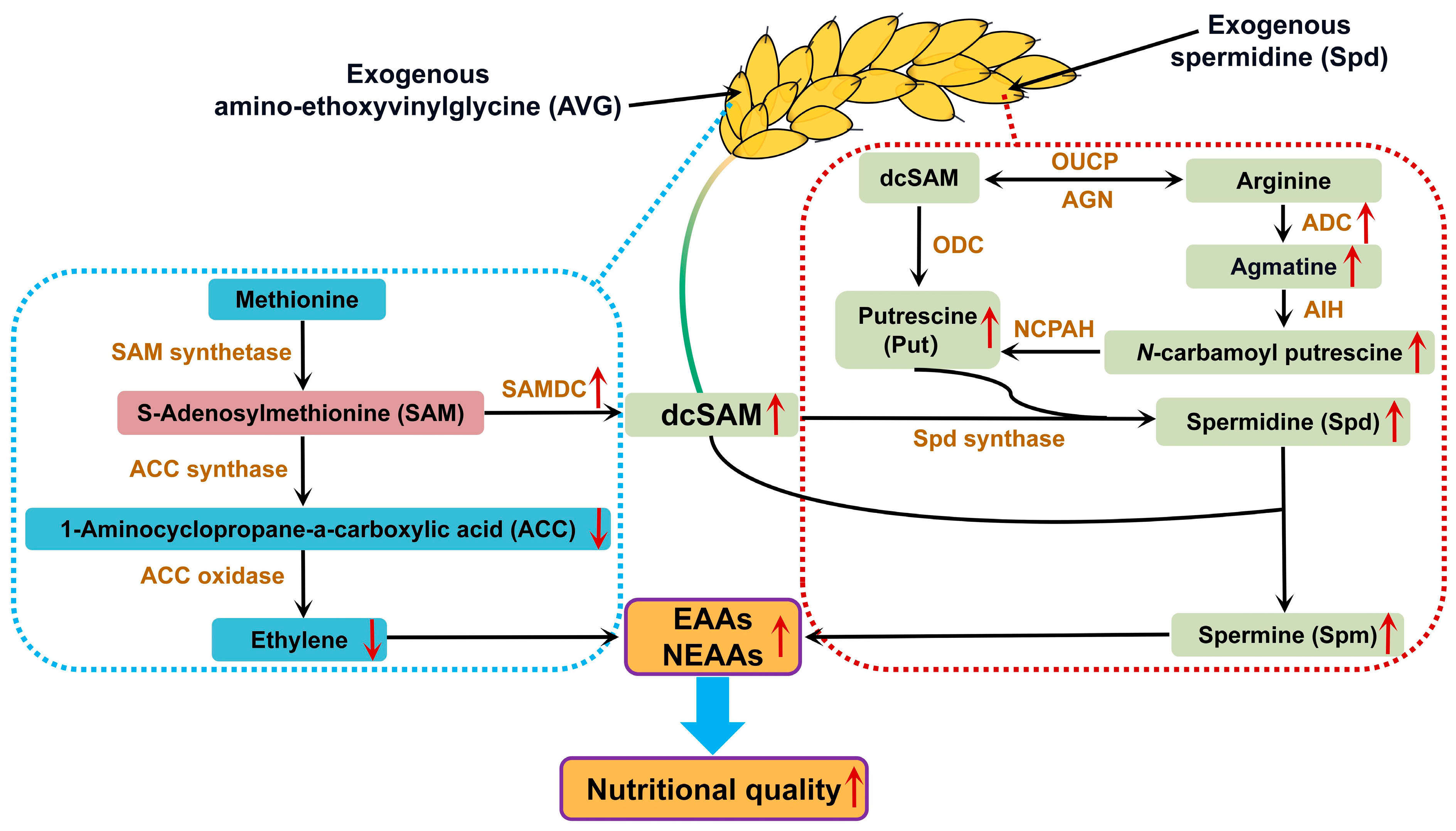 Plants 13 00316 g009