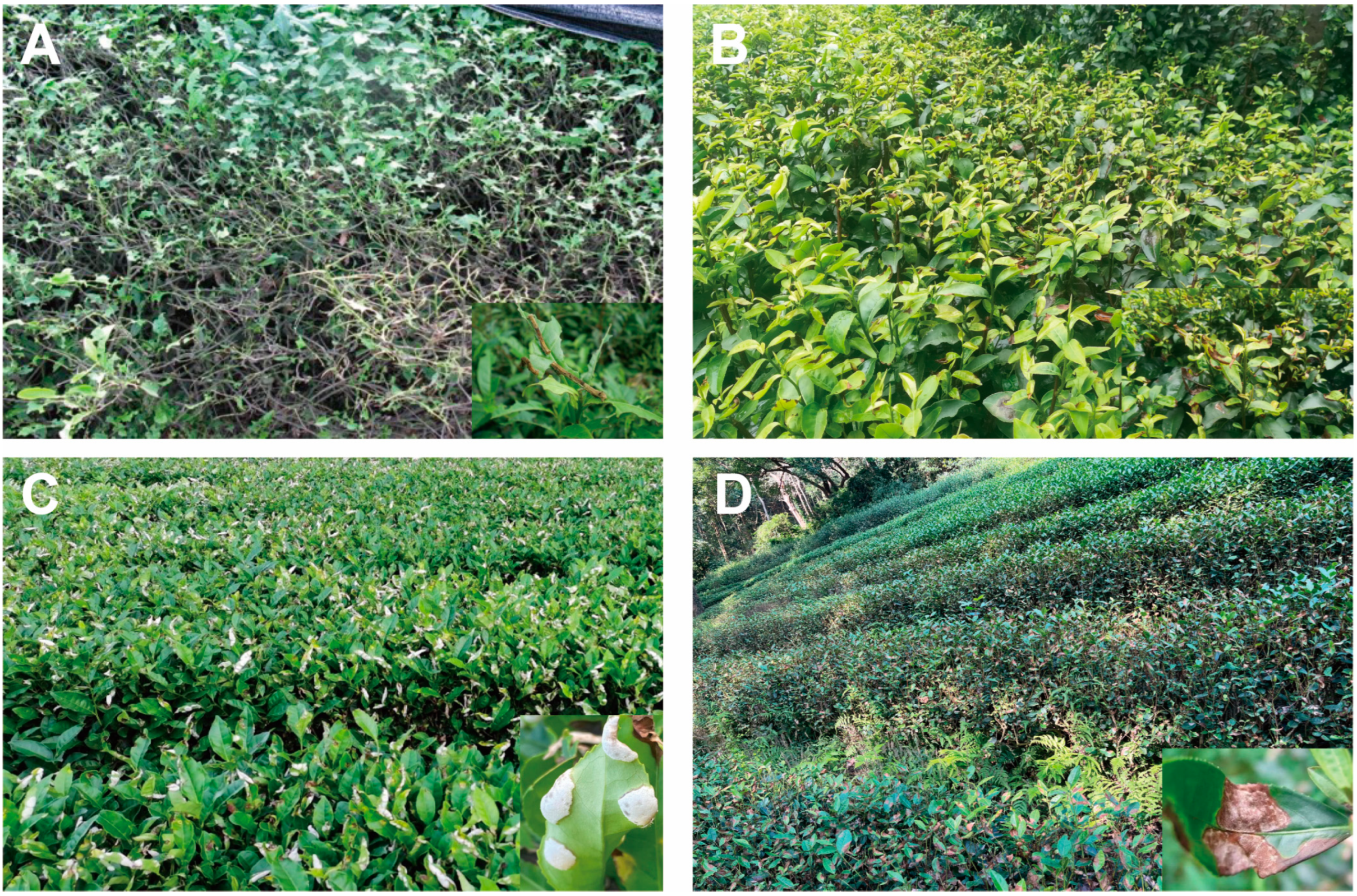 Plants 13 00323 g001