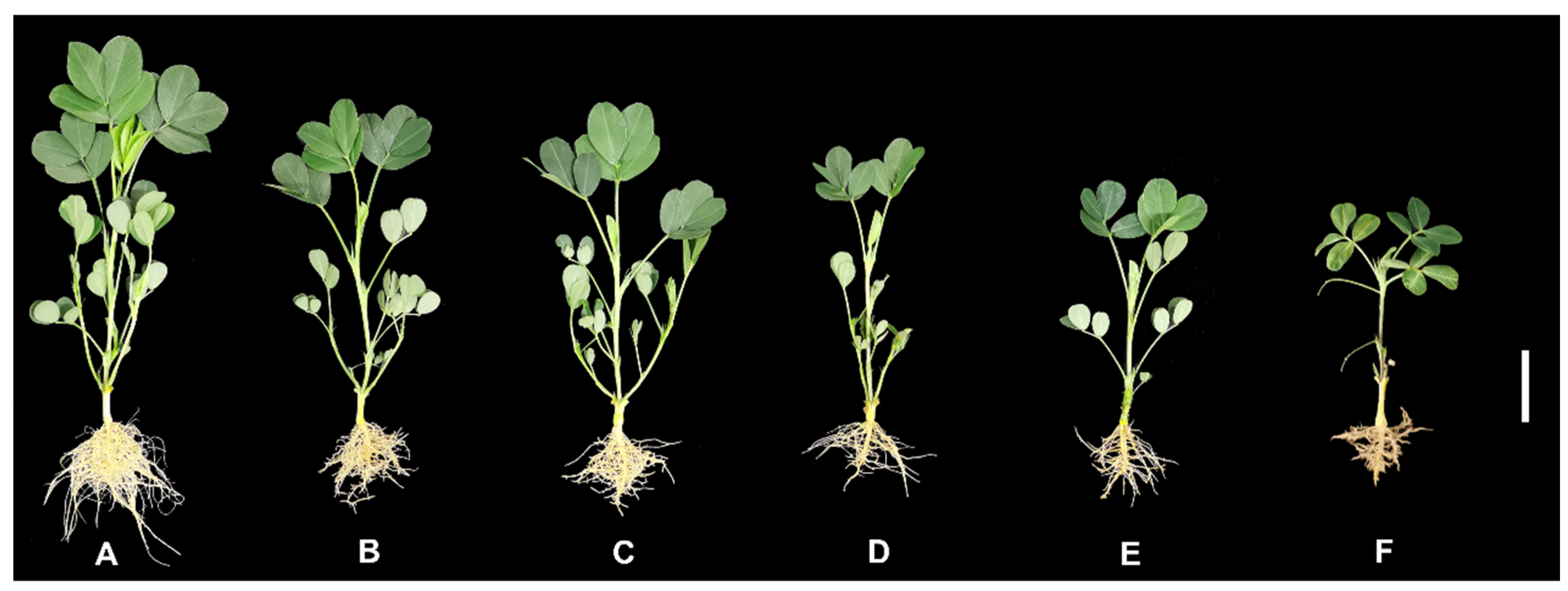 Plant Growth and Development of Peanuts
