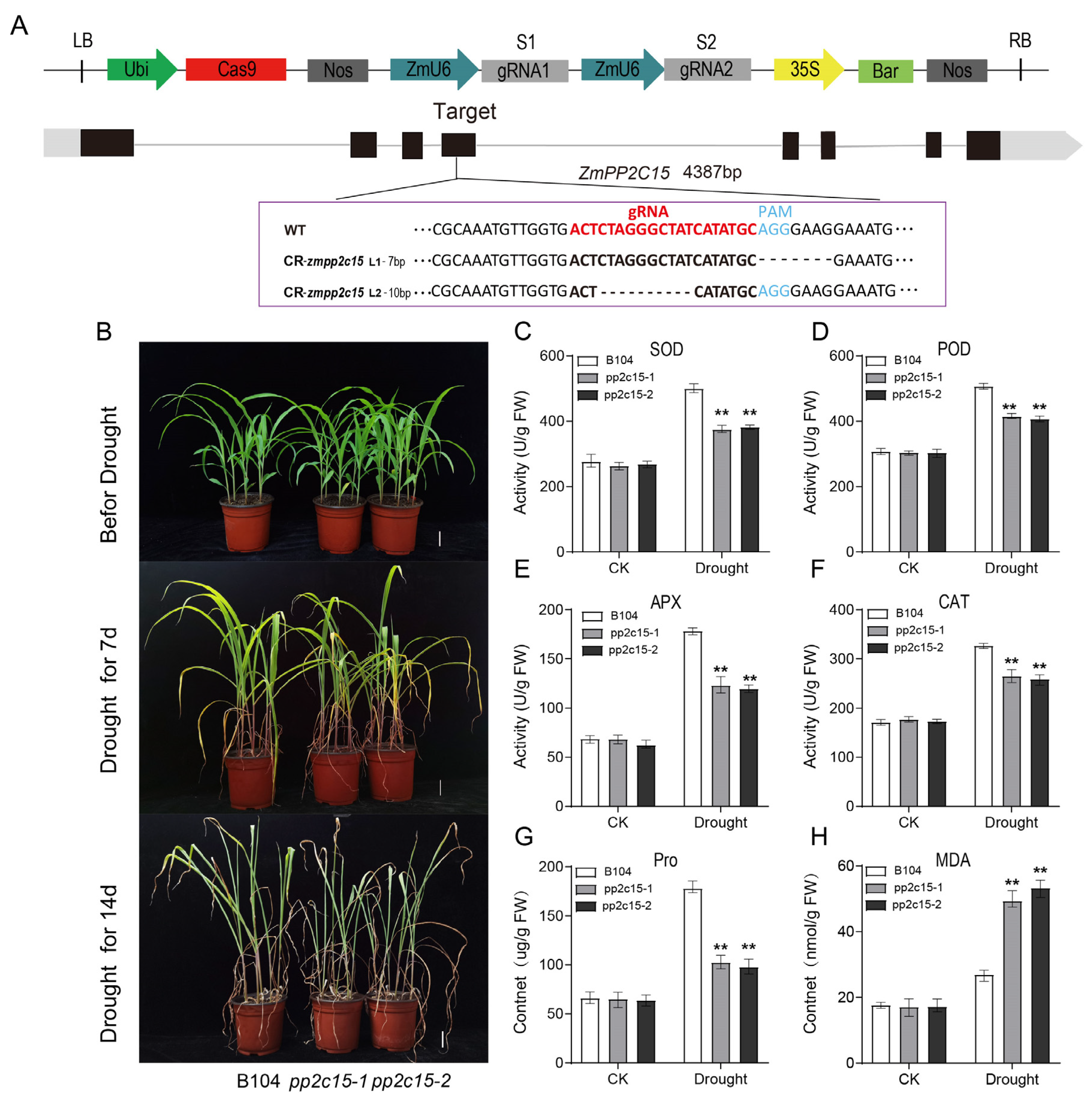 Plants 13 00340 g007