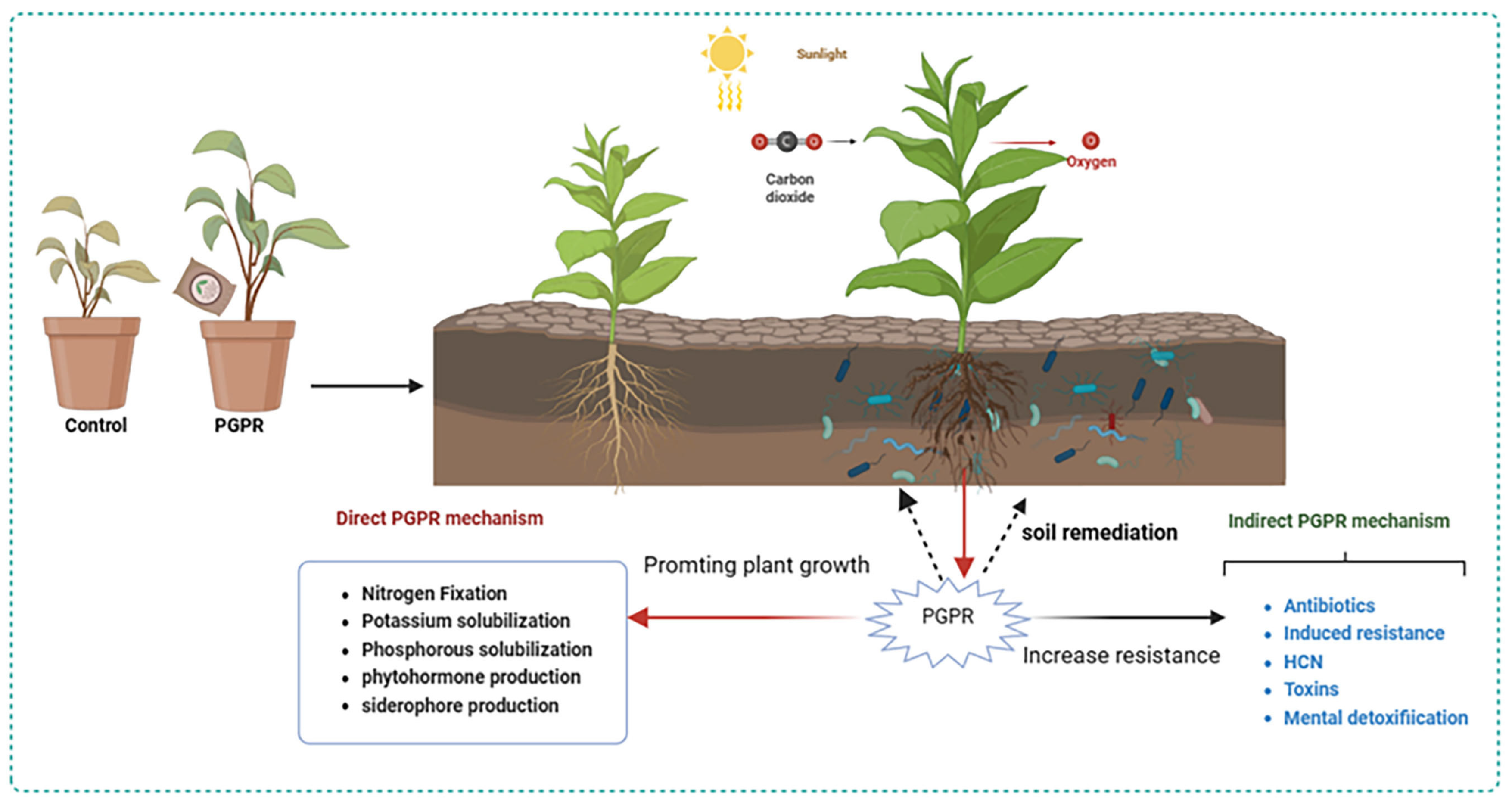 Plants 13 00346 g001
