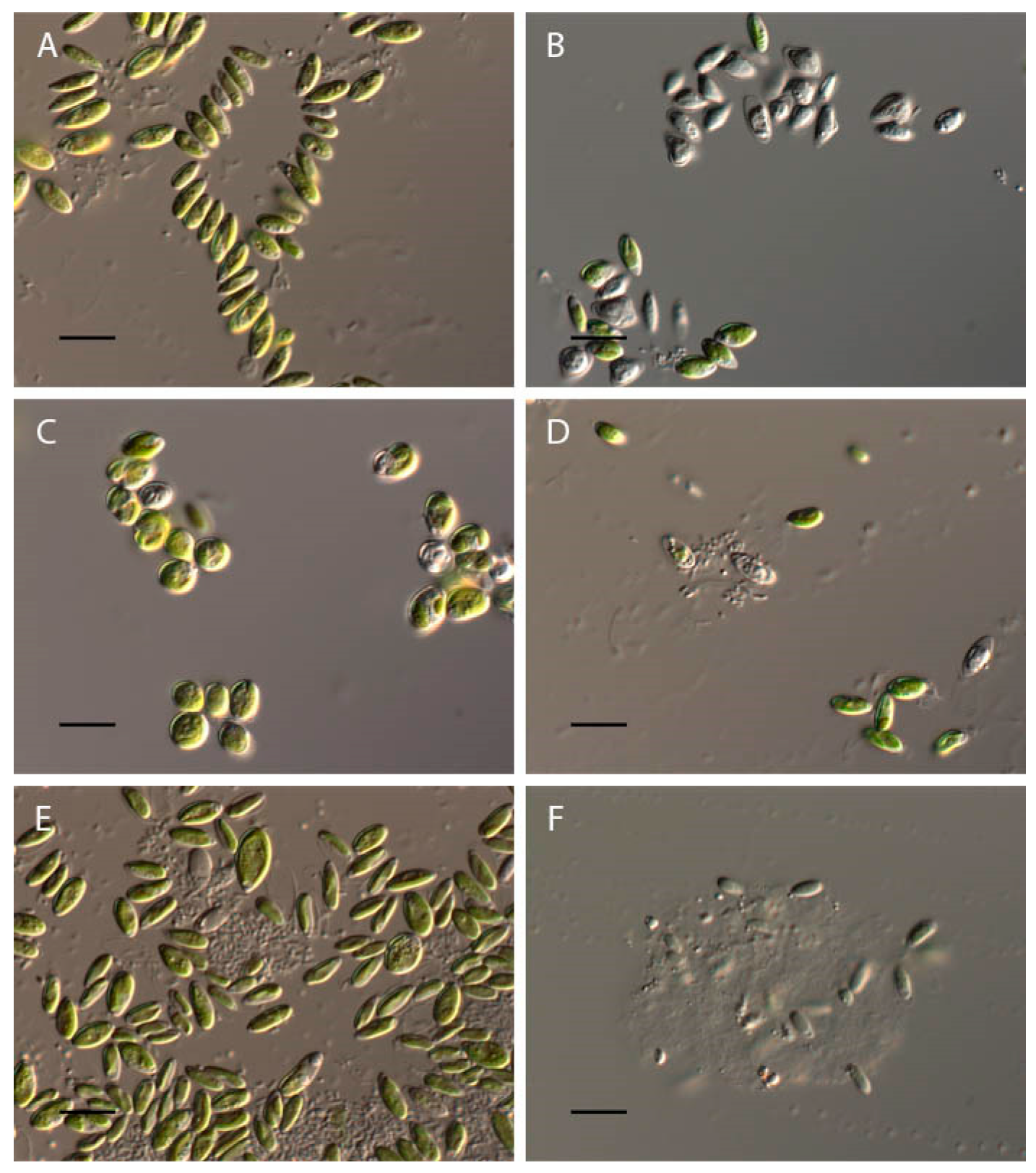 Plants 13 00357 g008