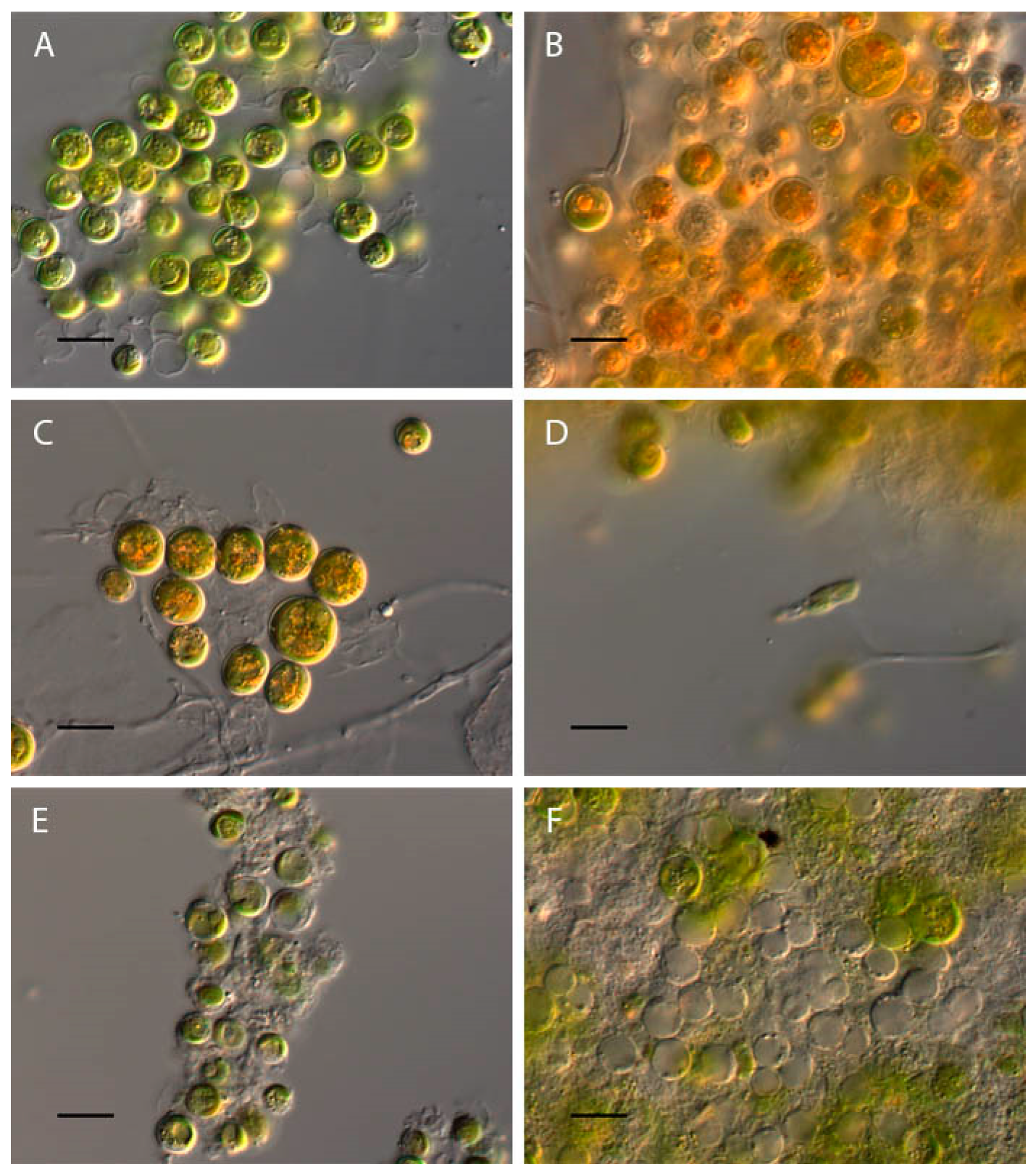 Plants 13 00357 g010
