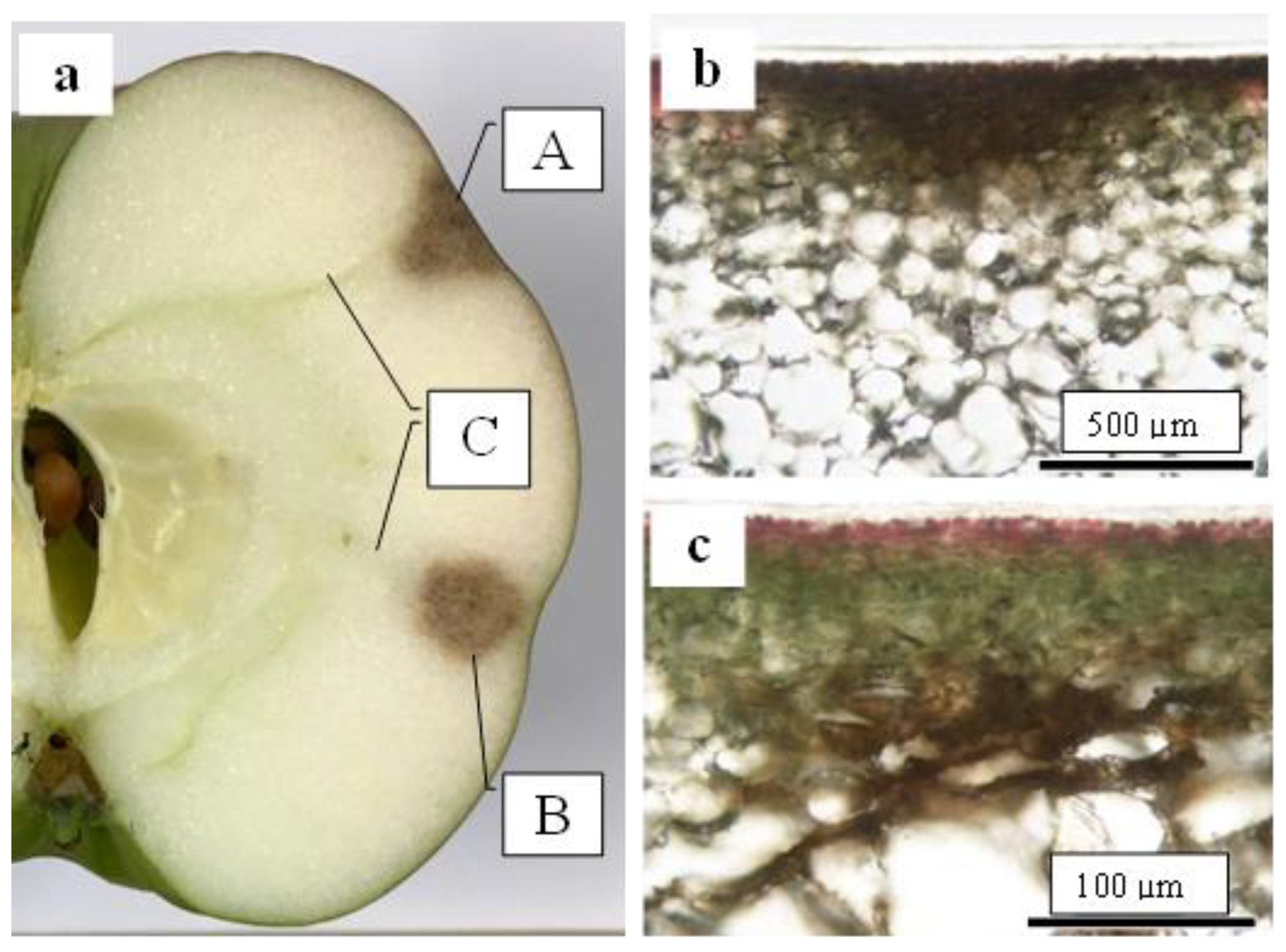 Plants 13 00381 g005