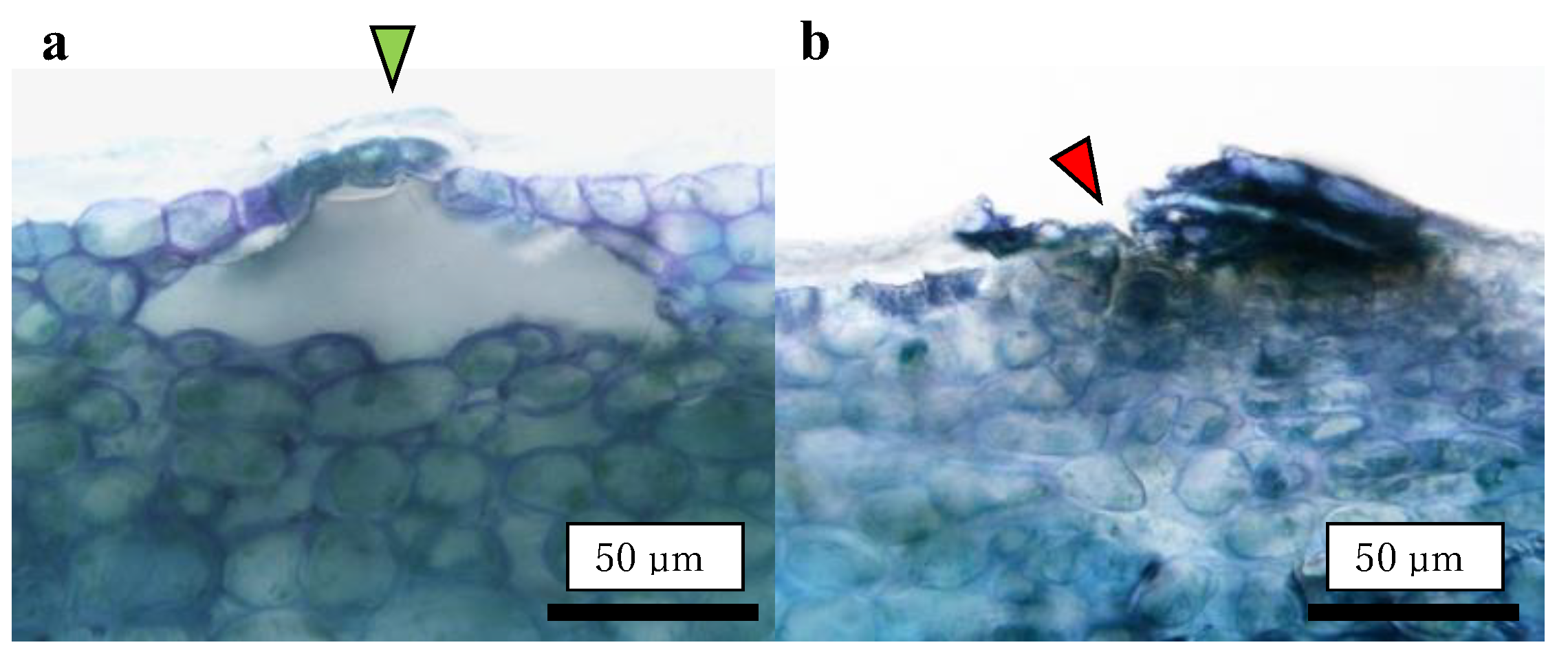 Plants 13 00381 g008