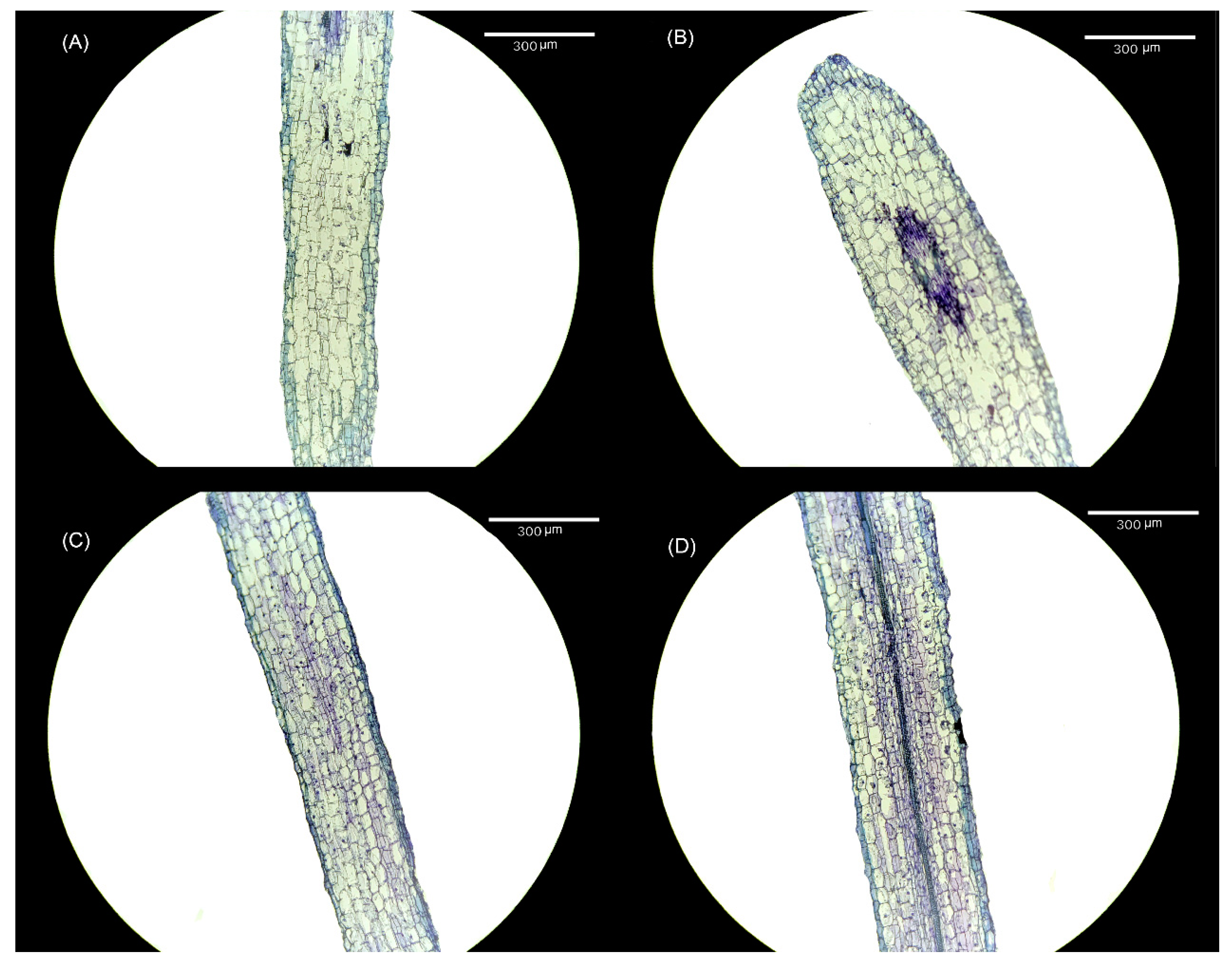 Plants 13 00383 g004