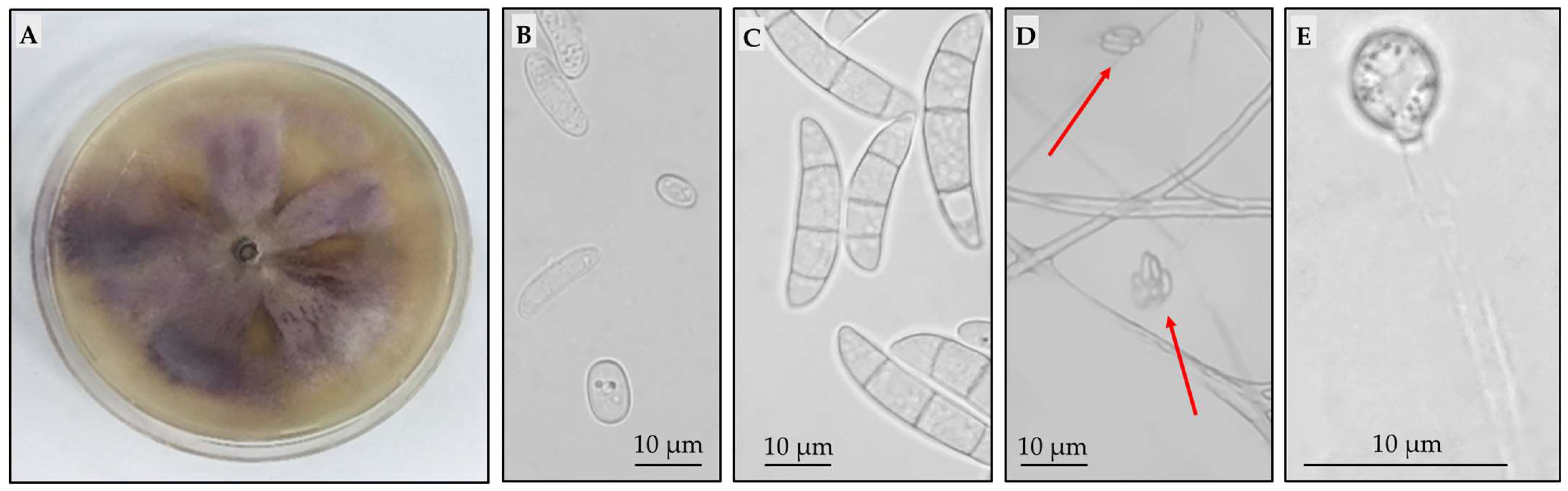 Plants 13 00386 g001