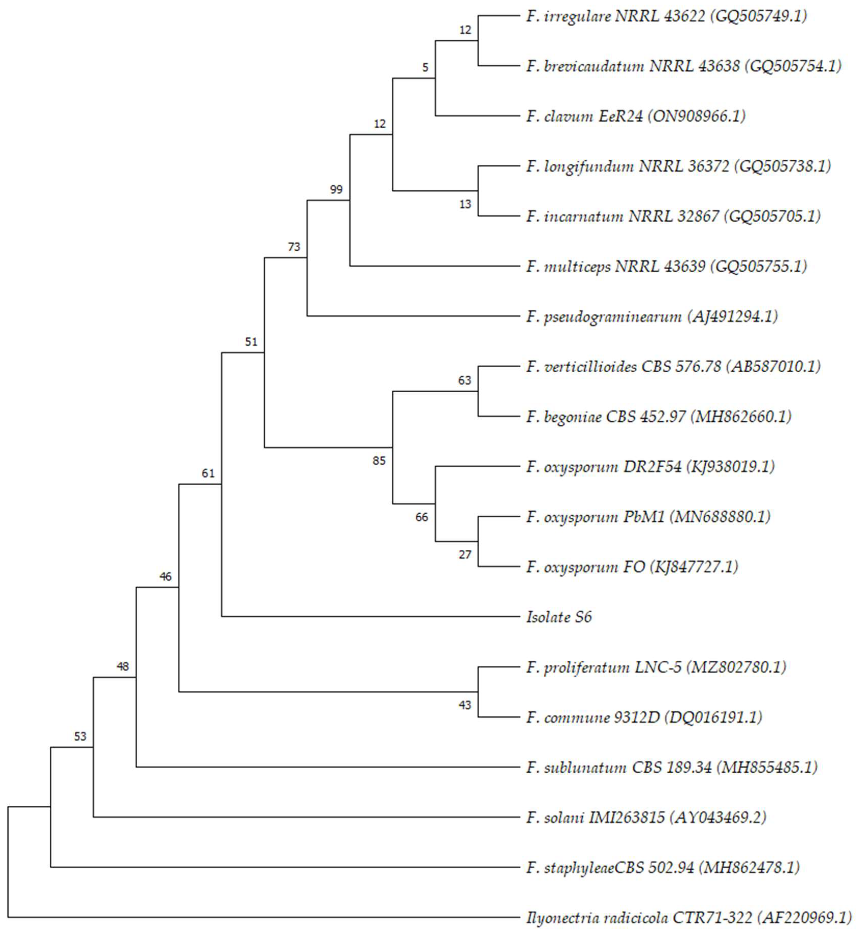 Plants 13 00386 g002