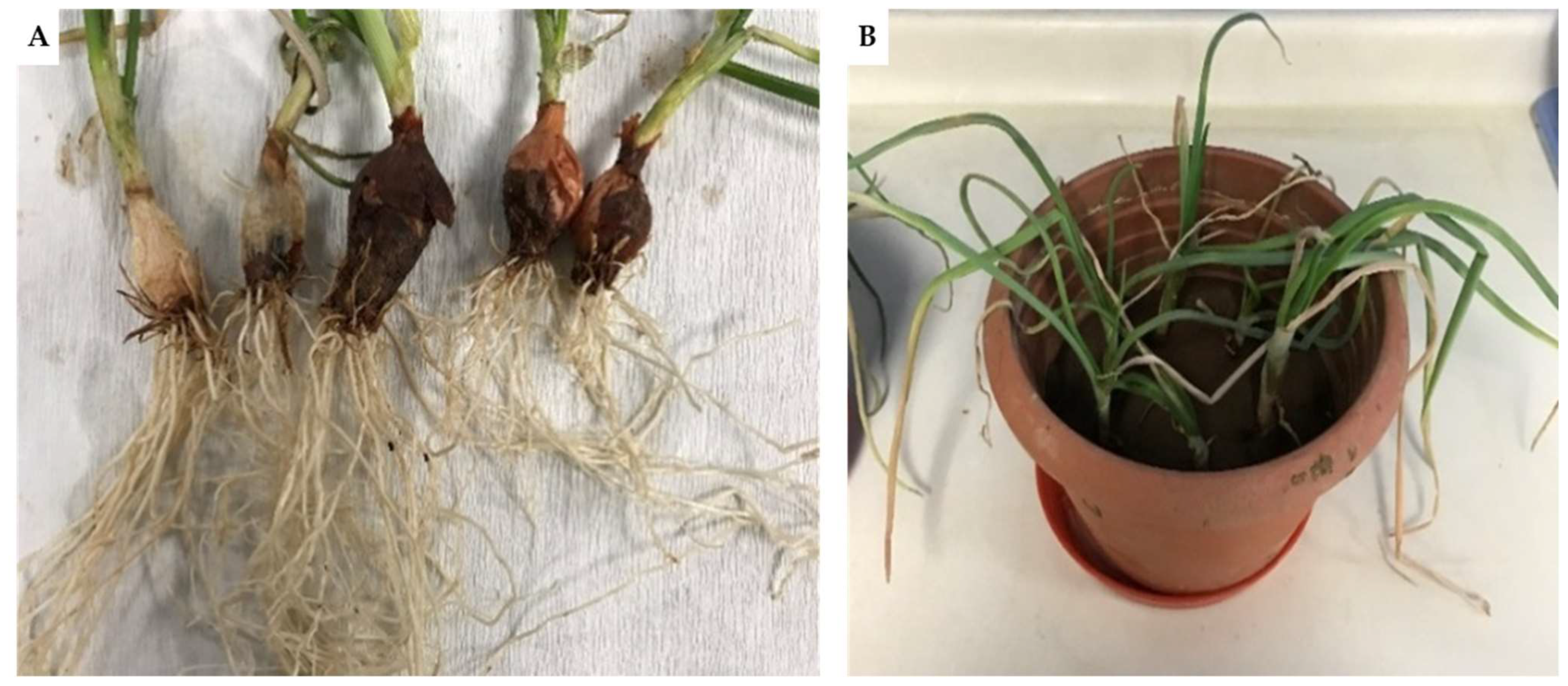 Plants 13 00386 g003