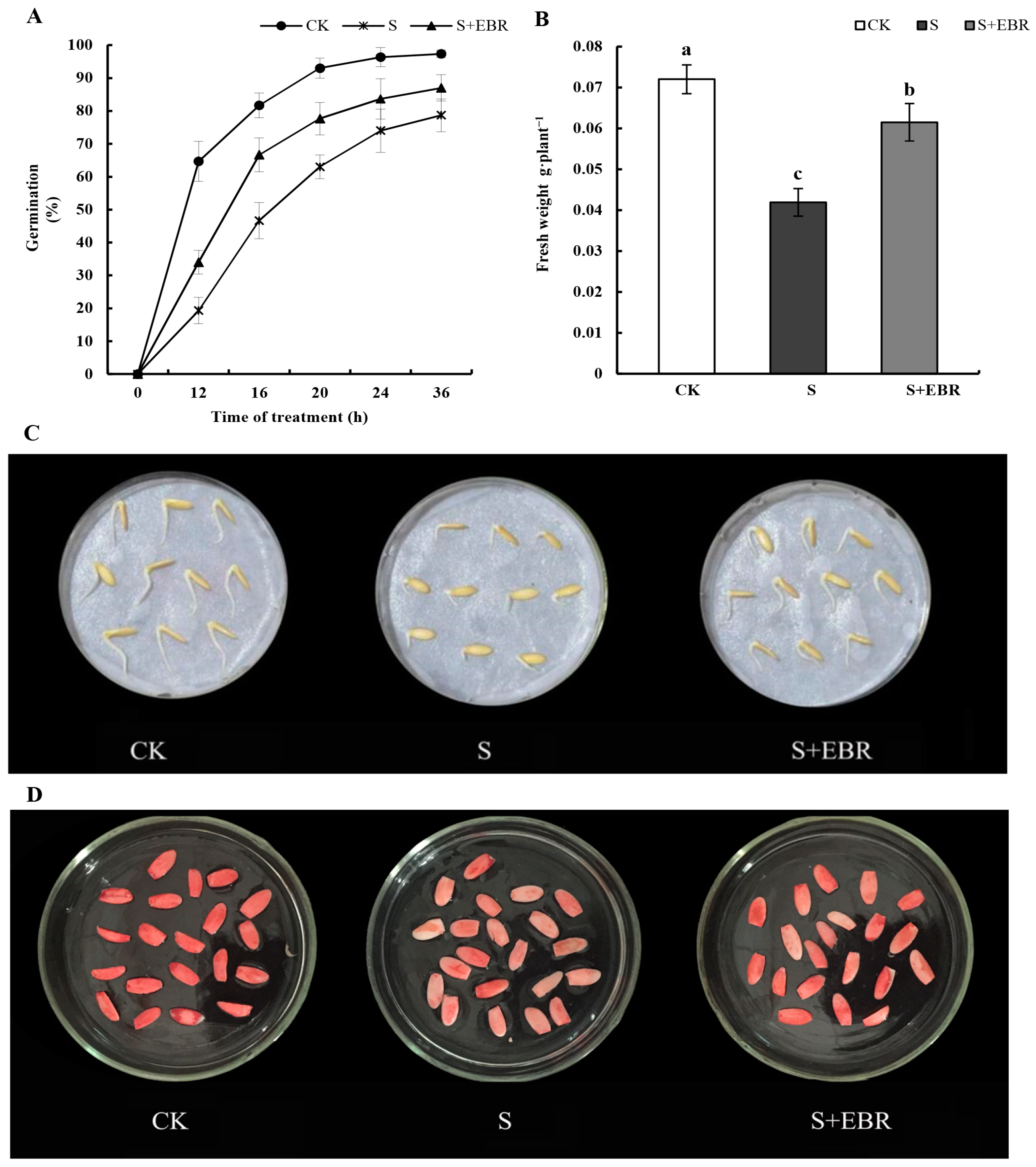 Plants 13 00394 g002