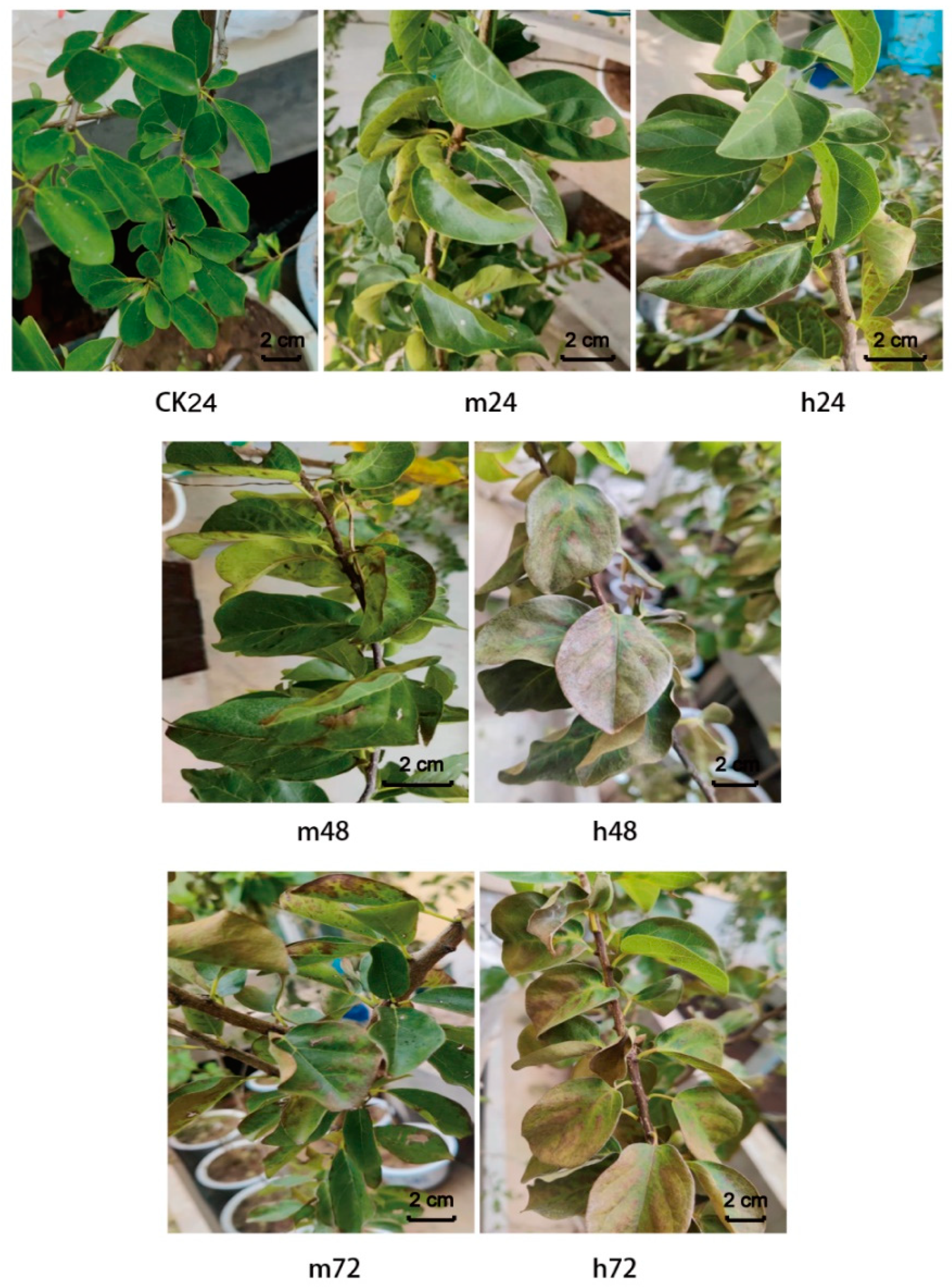 Plants 13 00397 g001