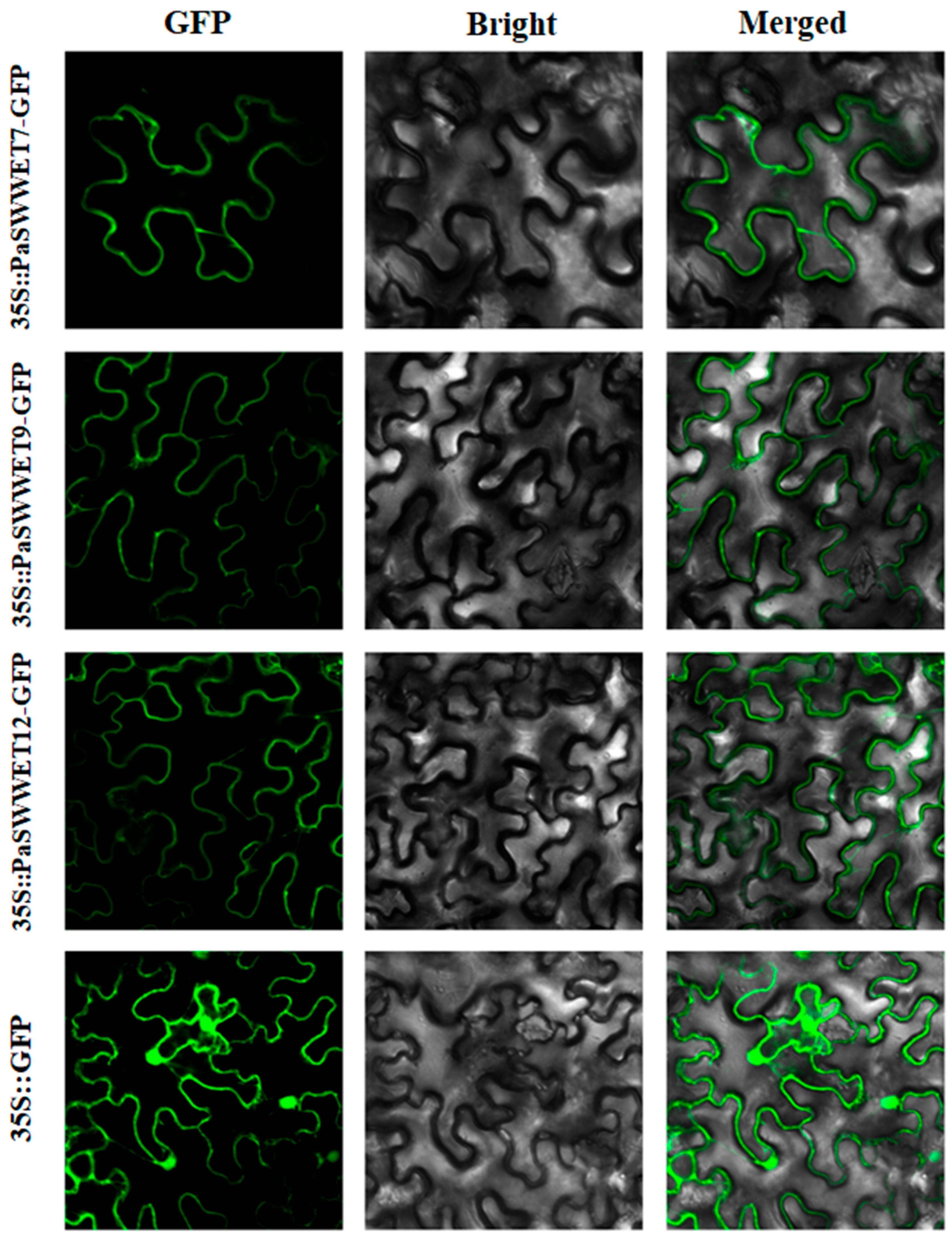Plants 13 00406 g007
