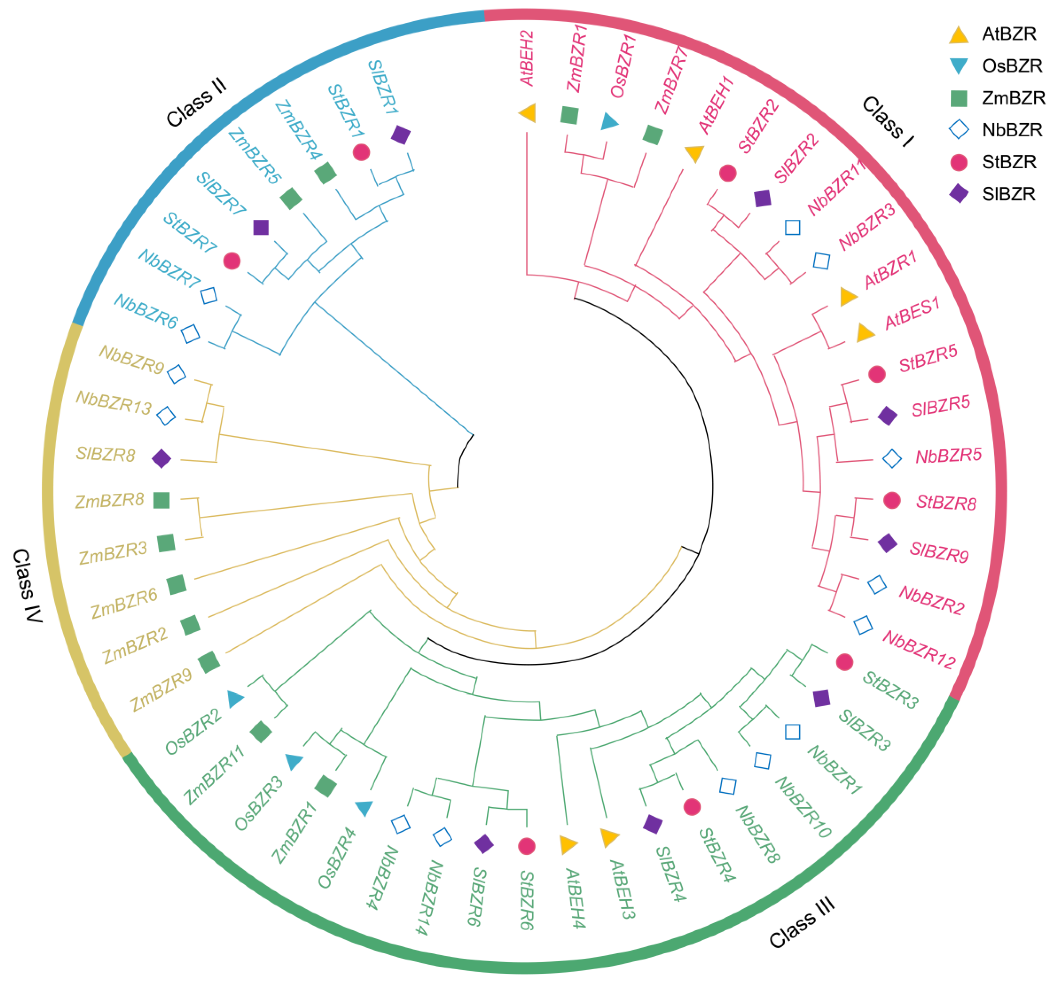 Plants 13 00407 g002
