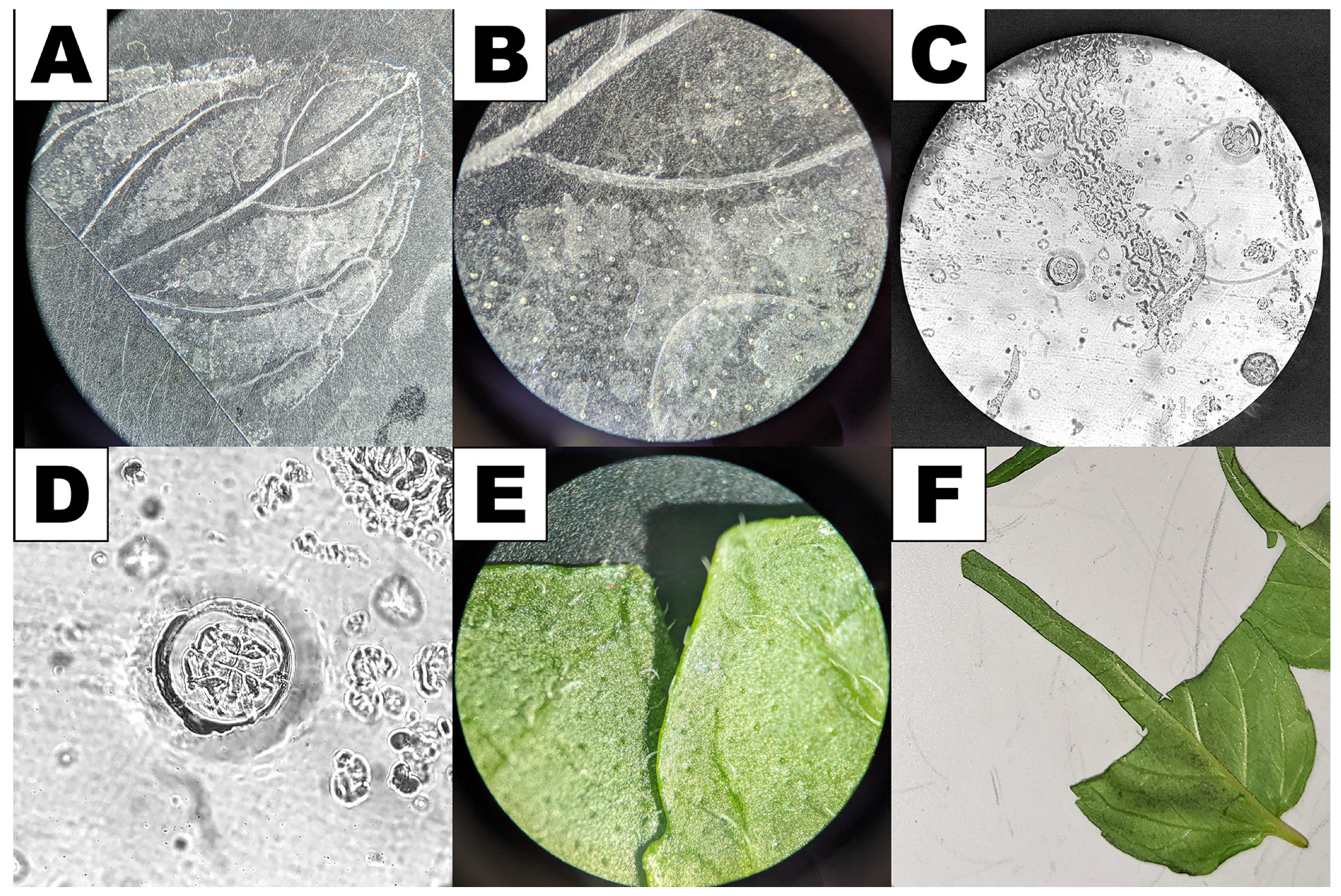 Plants 13 00409 g006 Plants 13 00409 g006