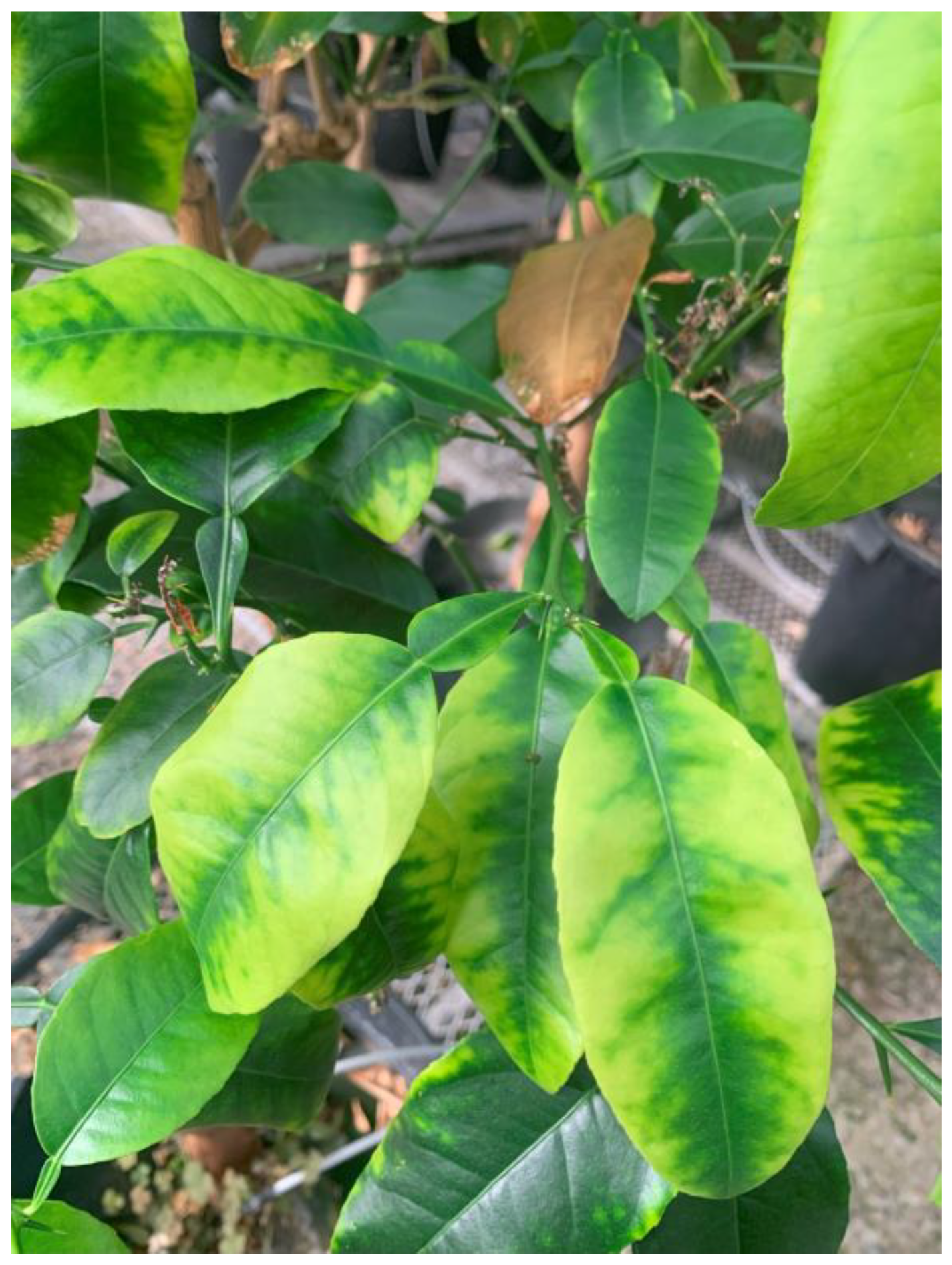 Plants 13 00411 g006