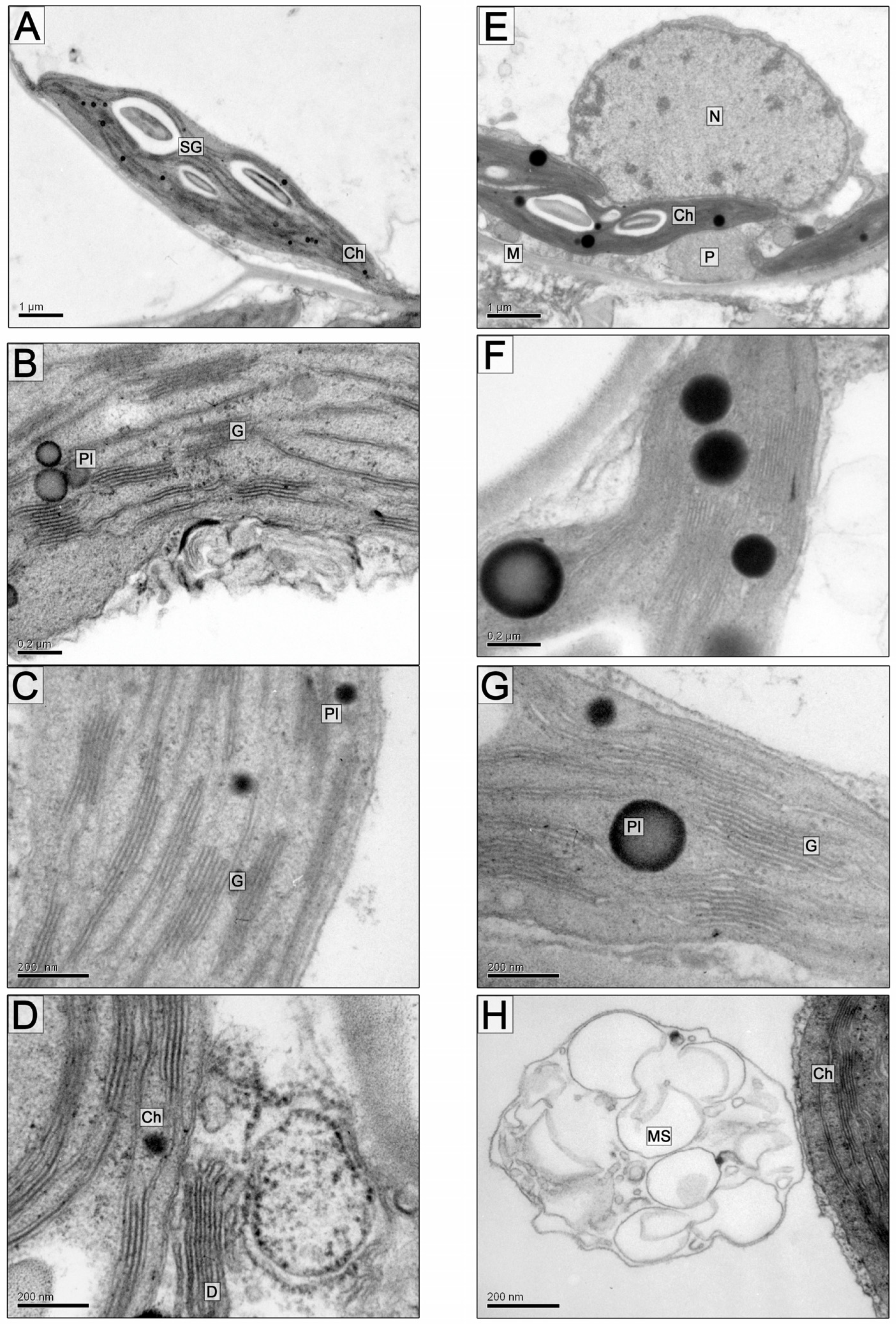 Plants 13 00413 g002