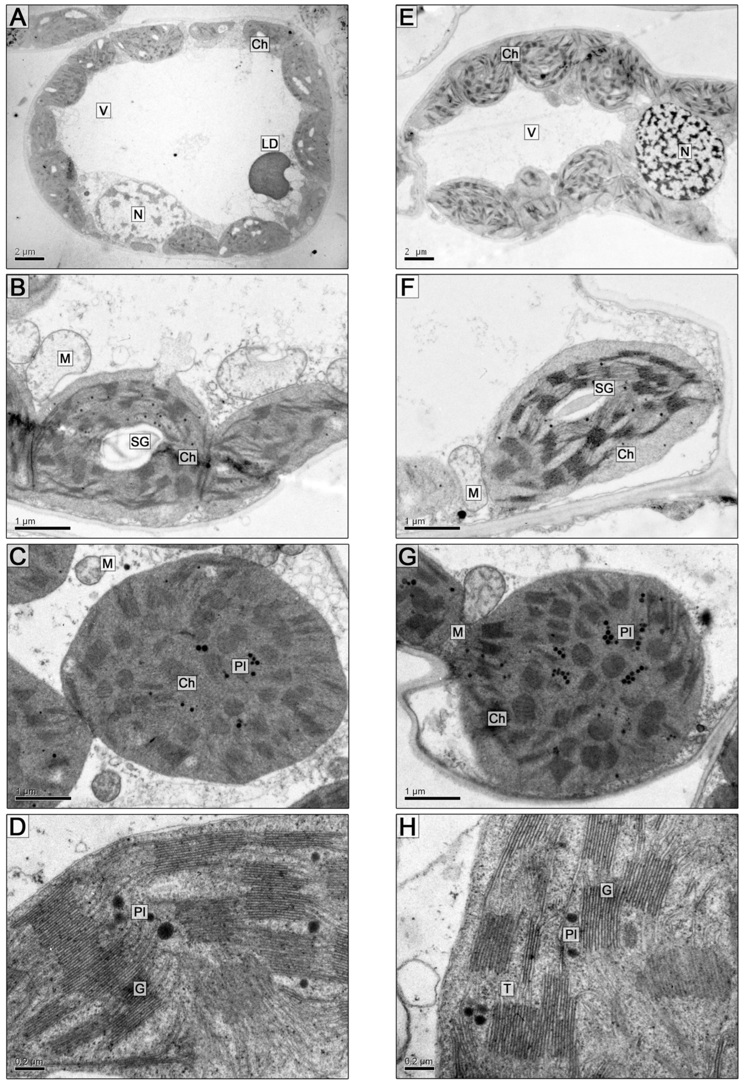 Plants 13 00413 g003