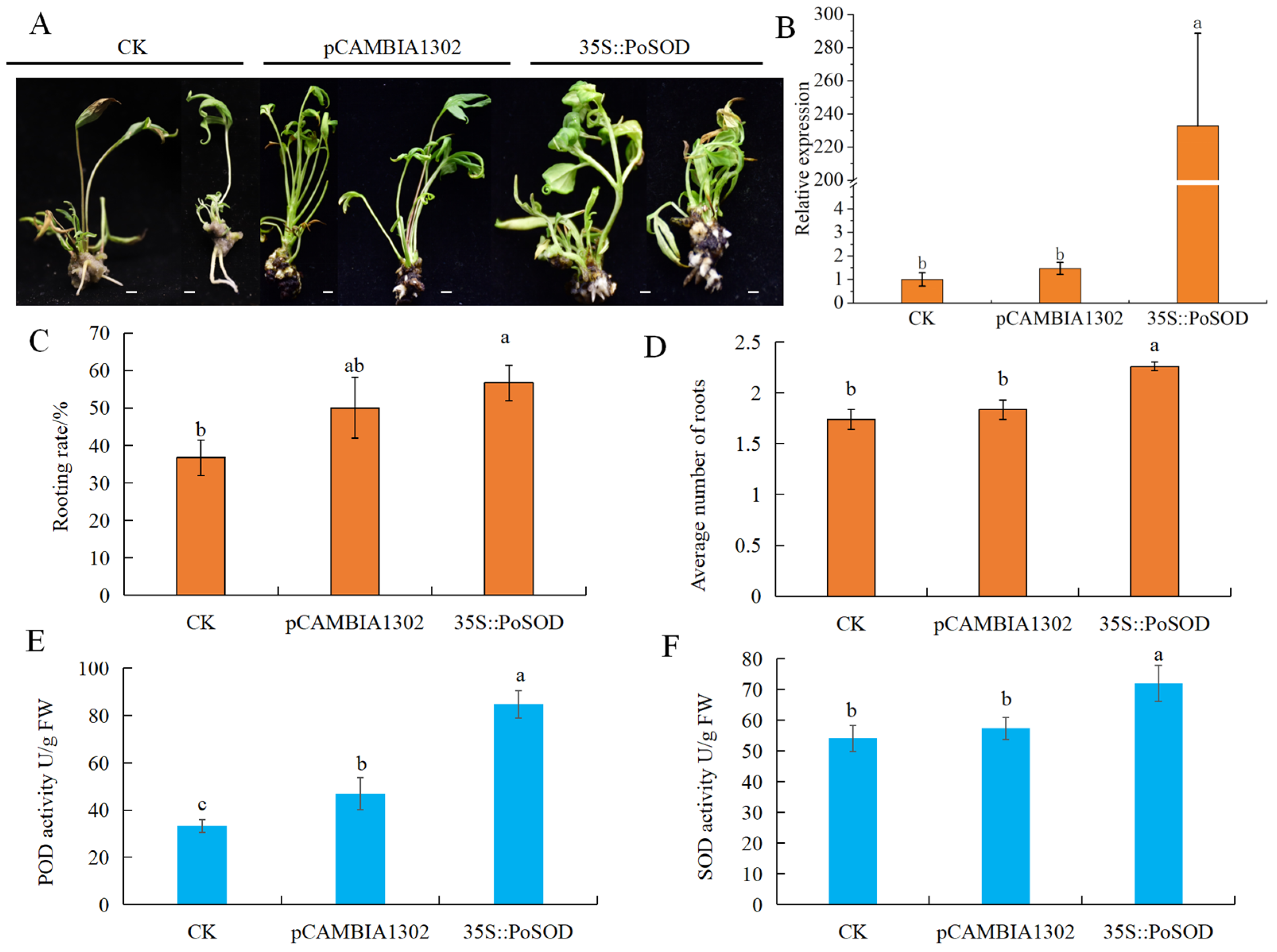 Plants 13 00421 g007