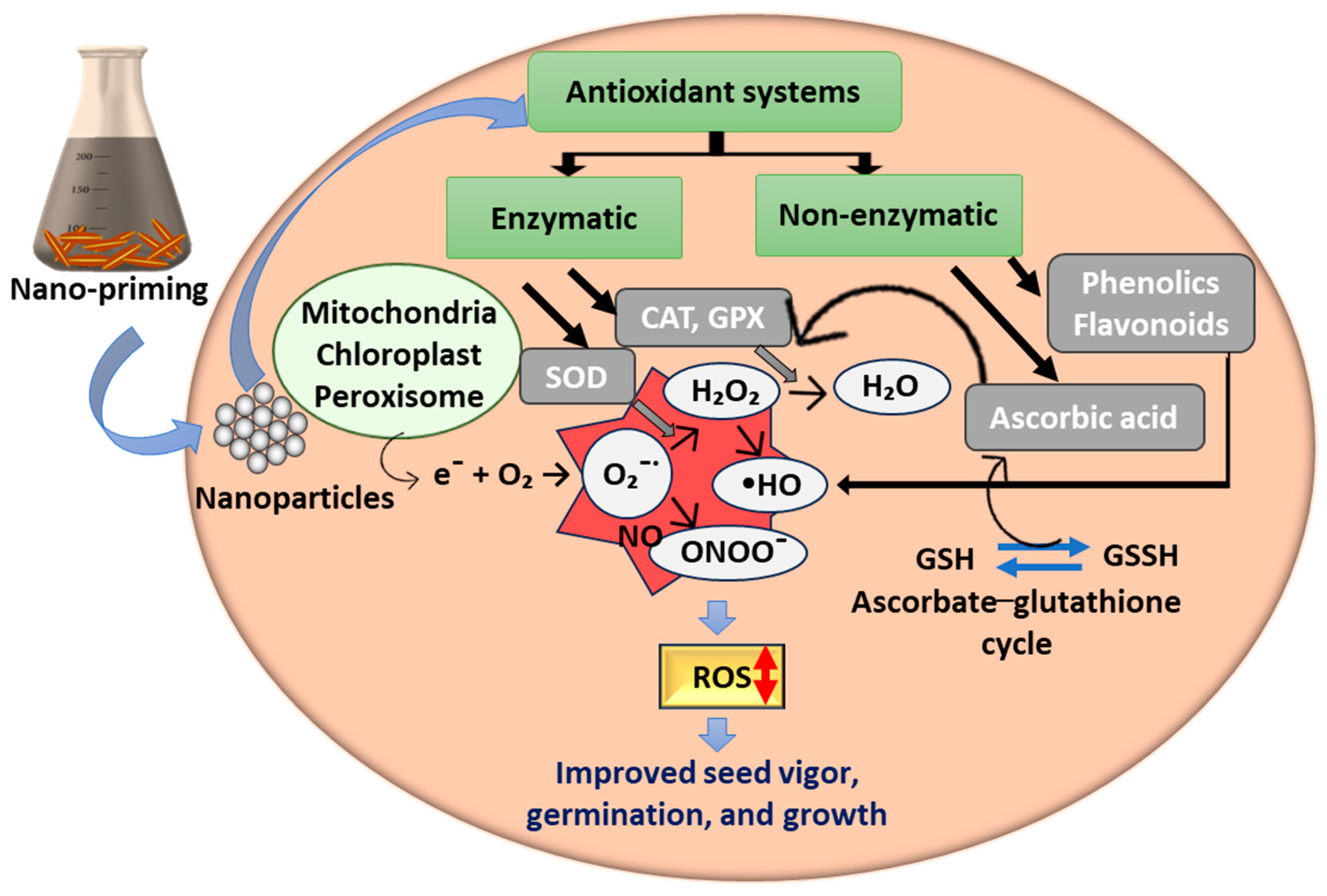 Plants 13 00446 g002