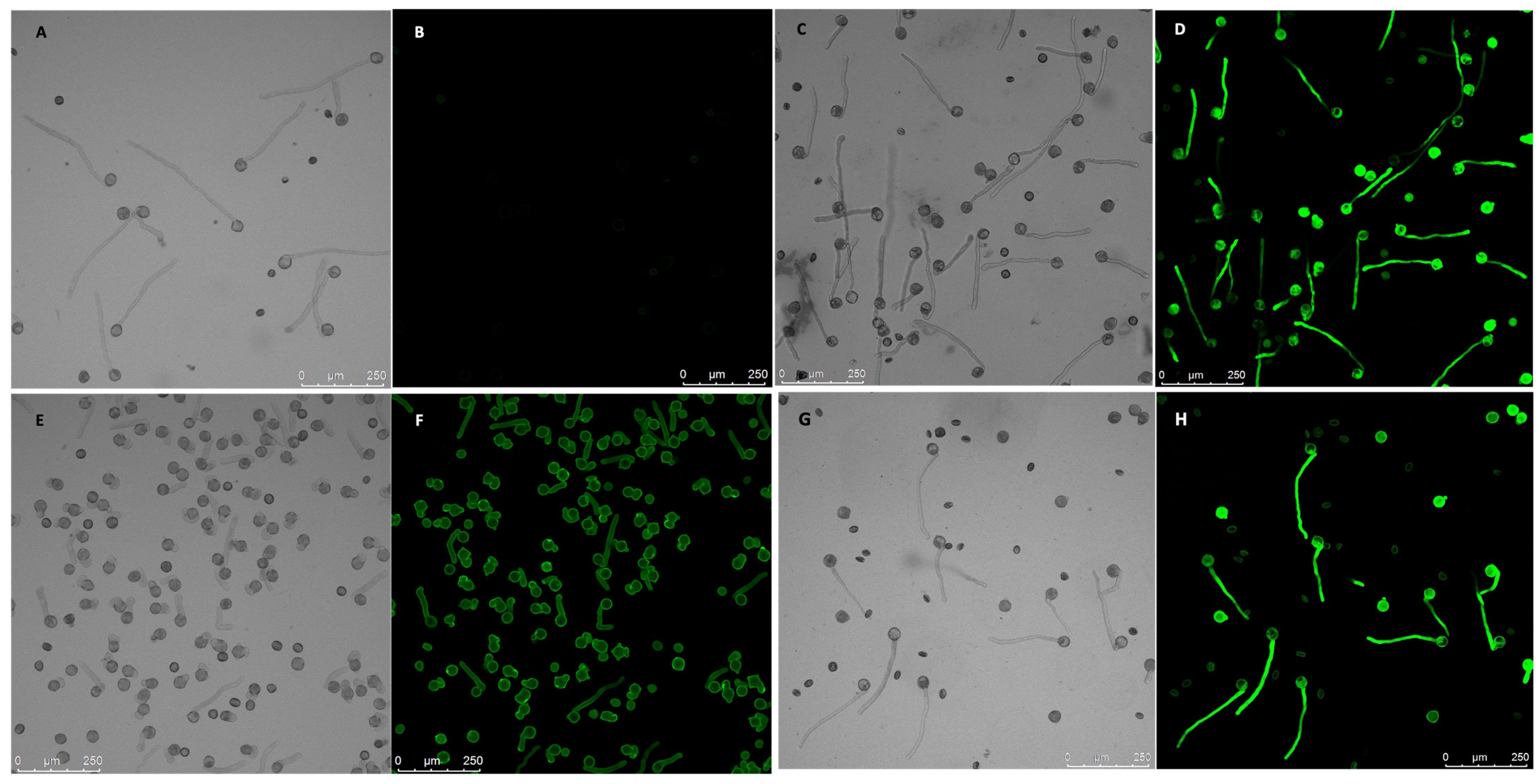 Plants 13 00451 g004