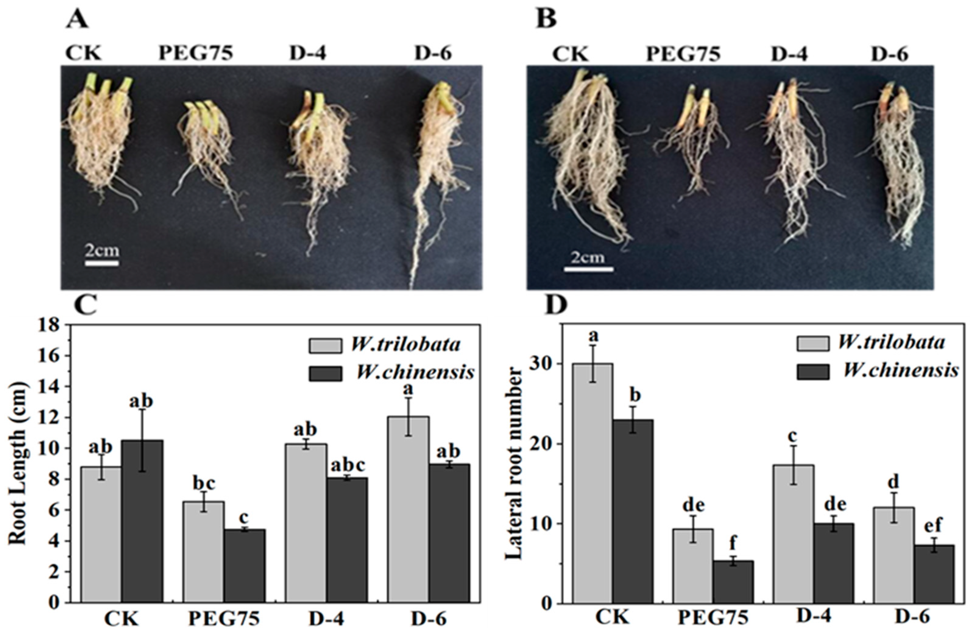 Plants 13 00472 g002