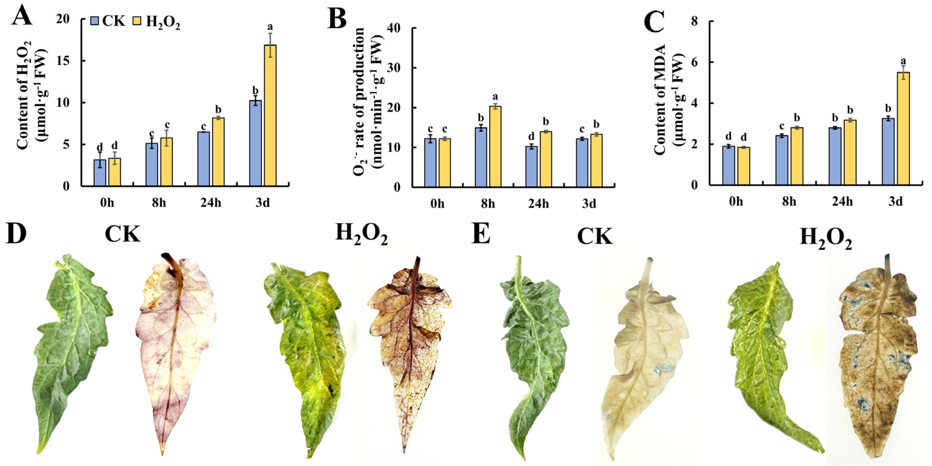 Plants 13 00475 g002