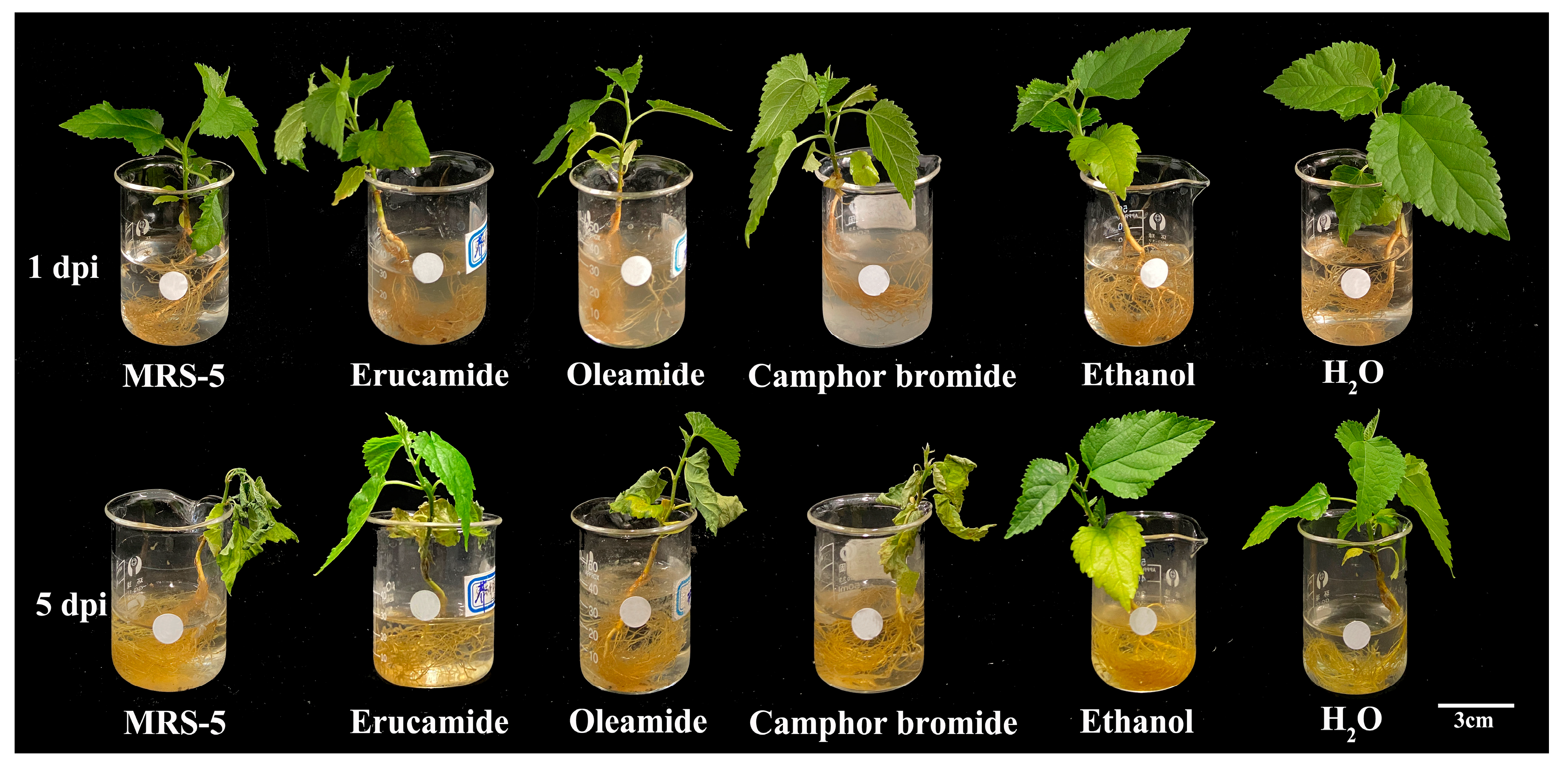 Plants 13 00482 g006